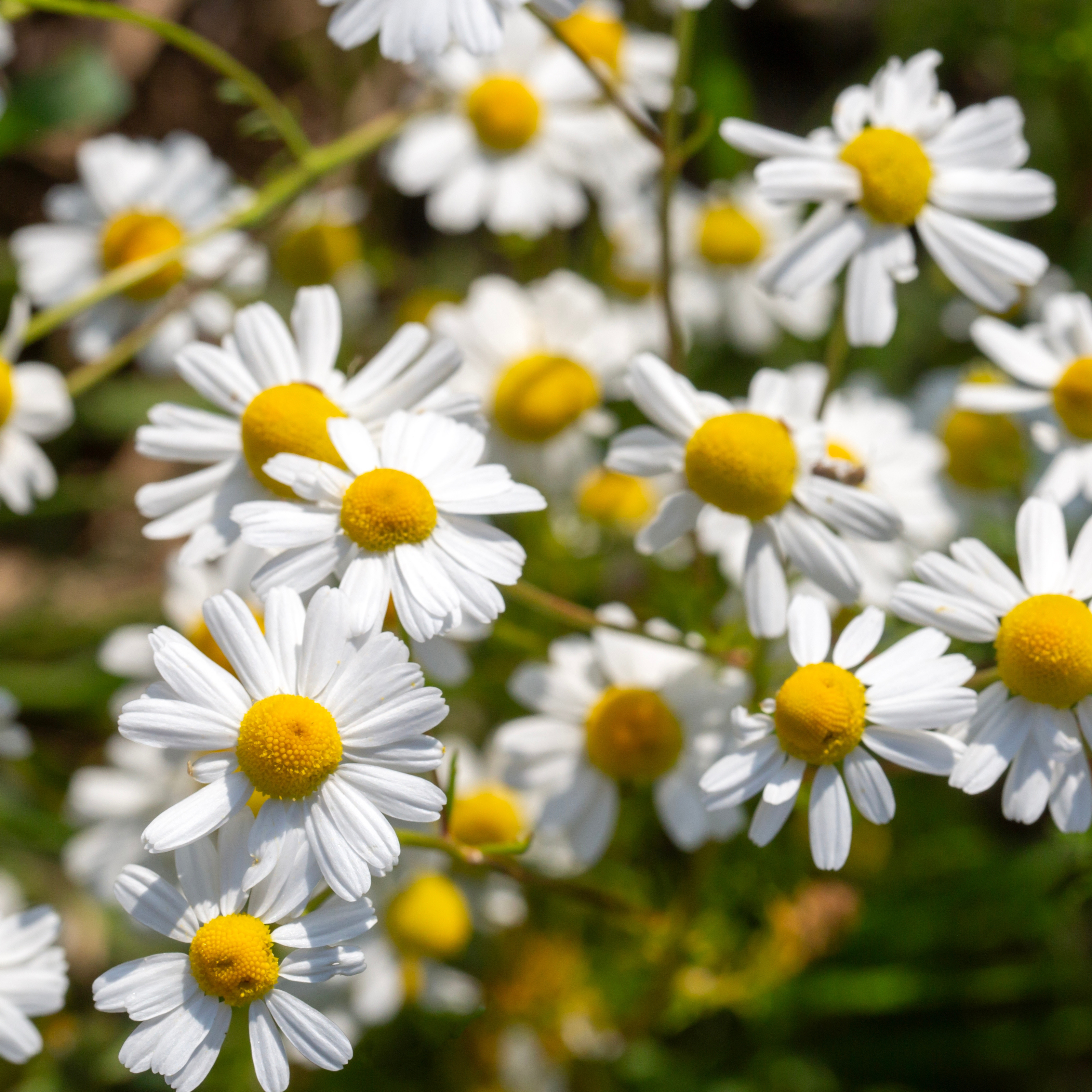 White Chamomile flowers with yellow centres growing in a sunny garden border.