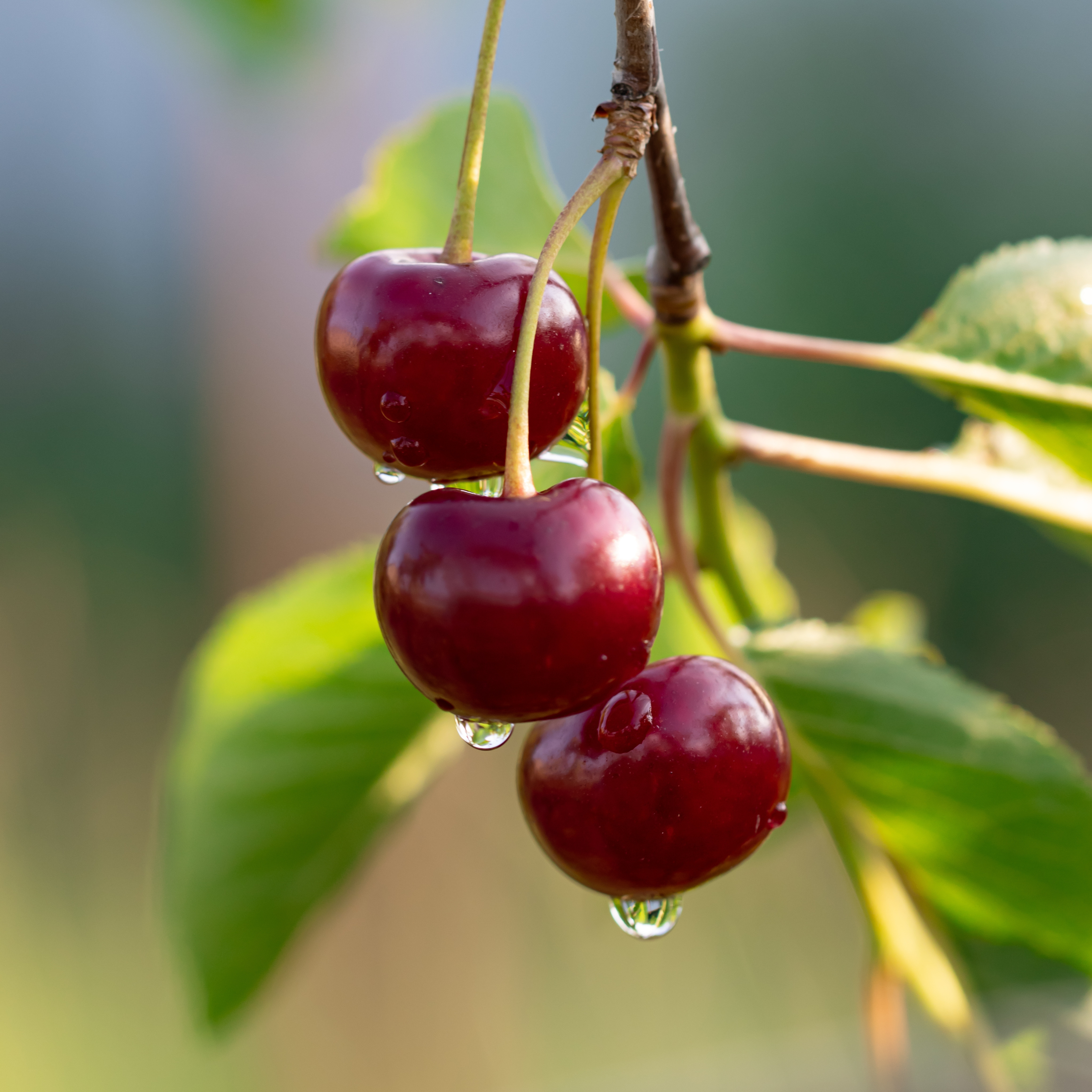 Ripe dark red cherries growing on branches among green leaves