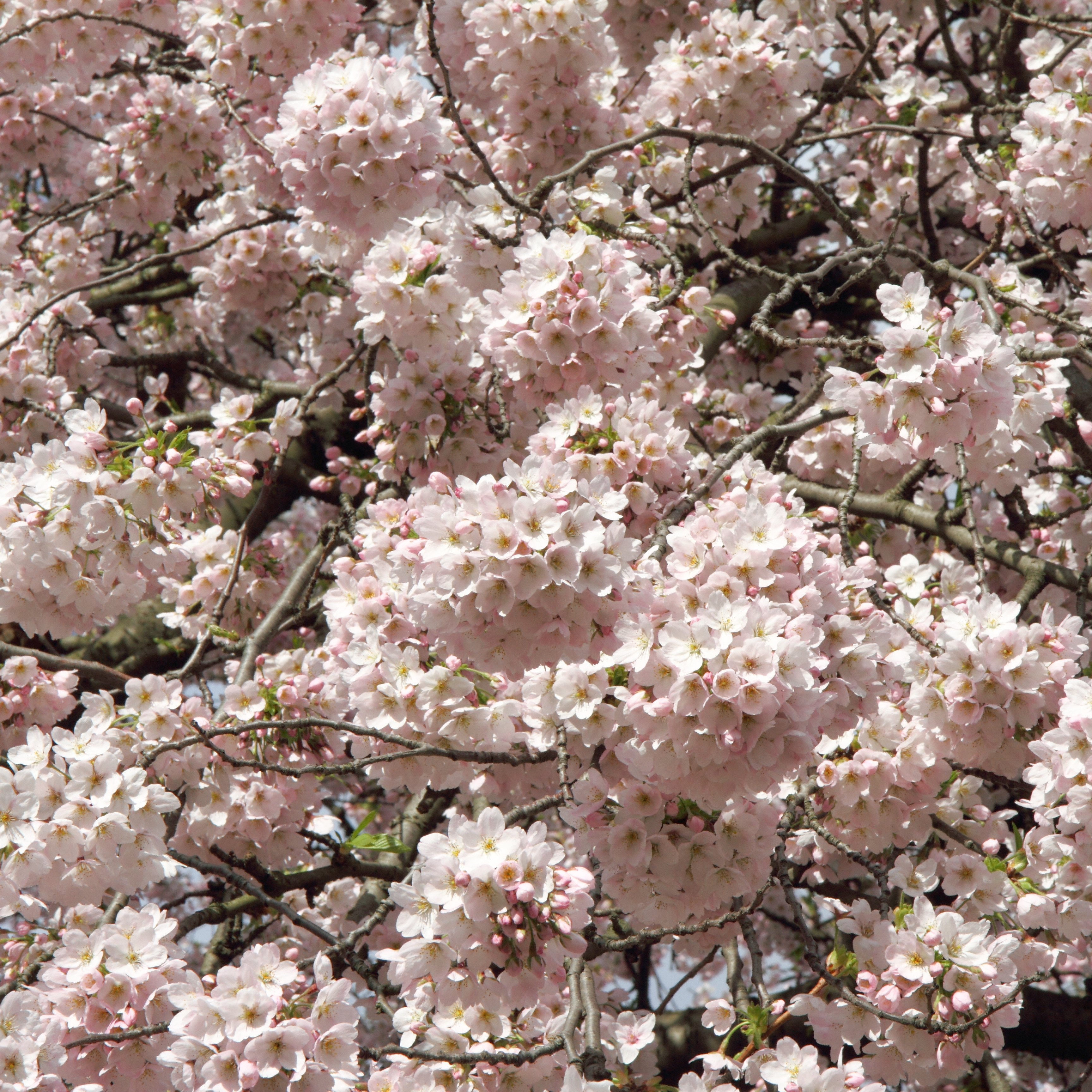 Pale pink cherry blossom covering the branches of an ornamental cherry tree in spring.