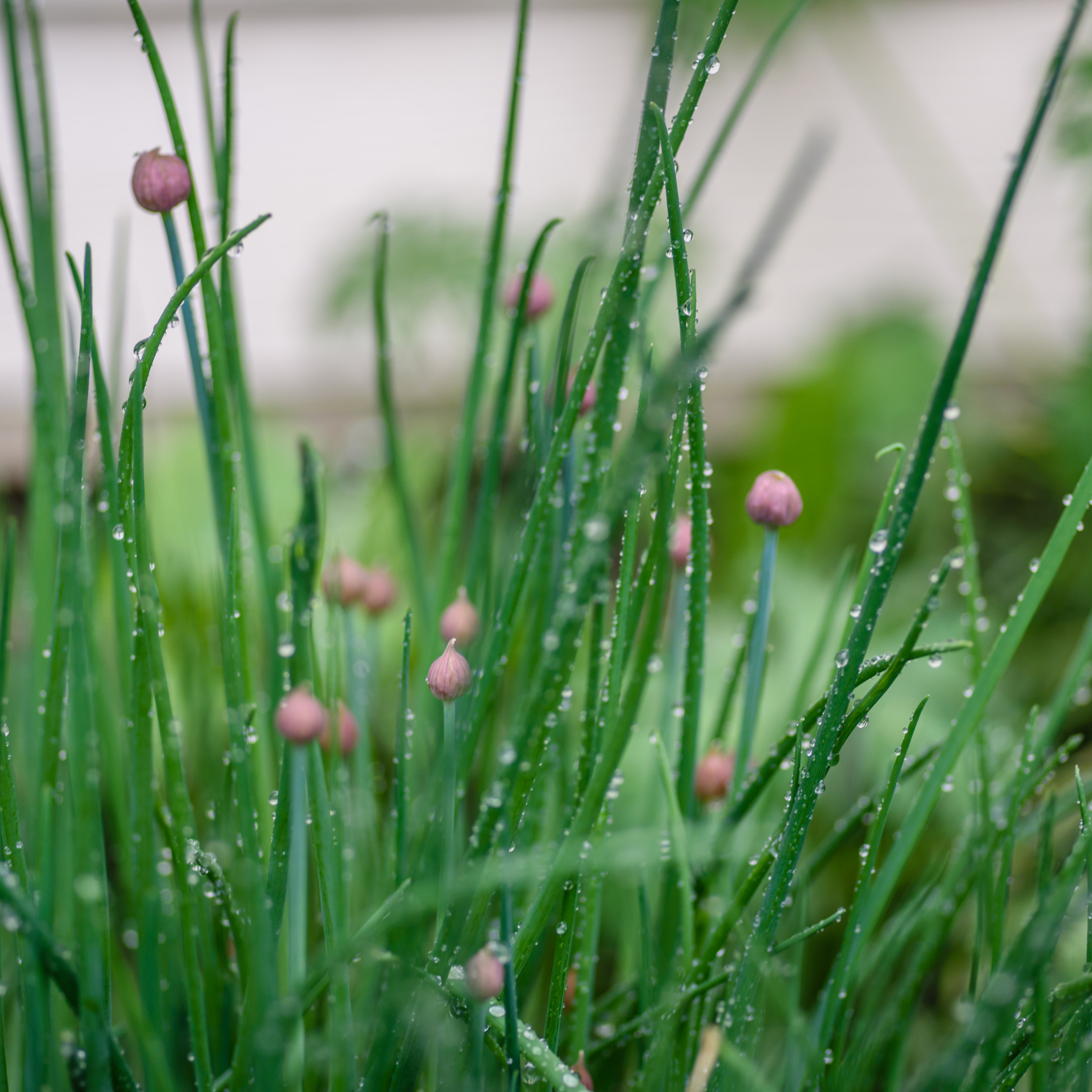 A close-up of chives. A culinary herb