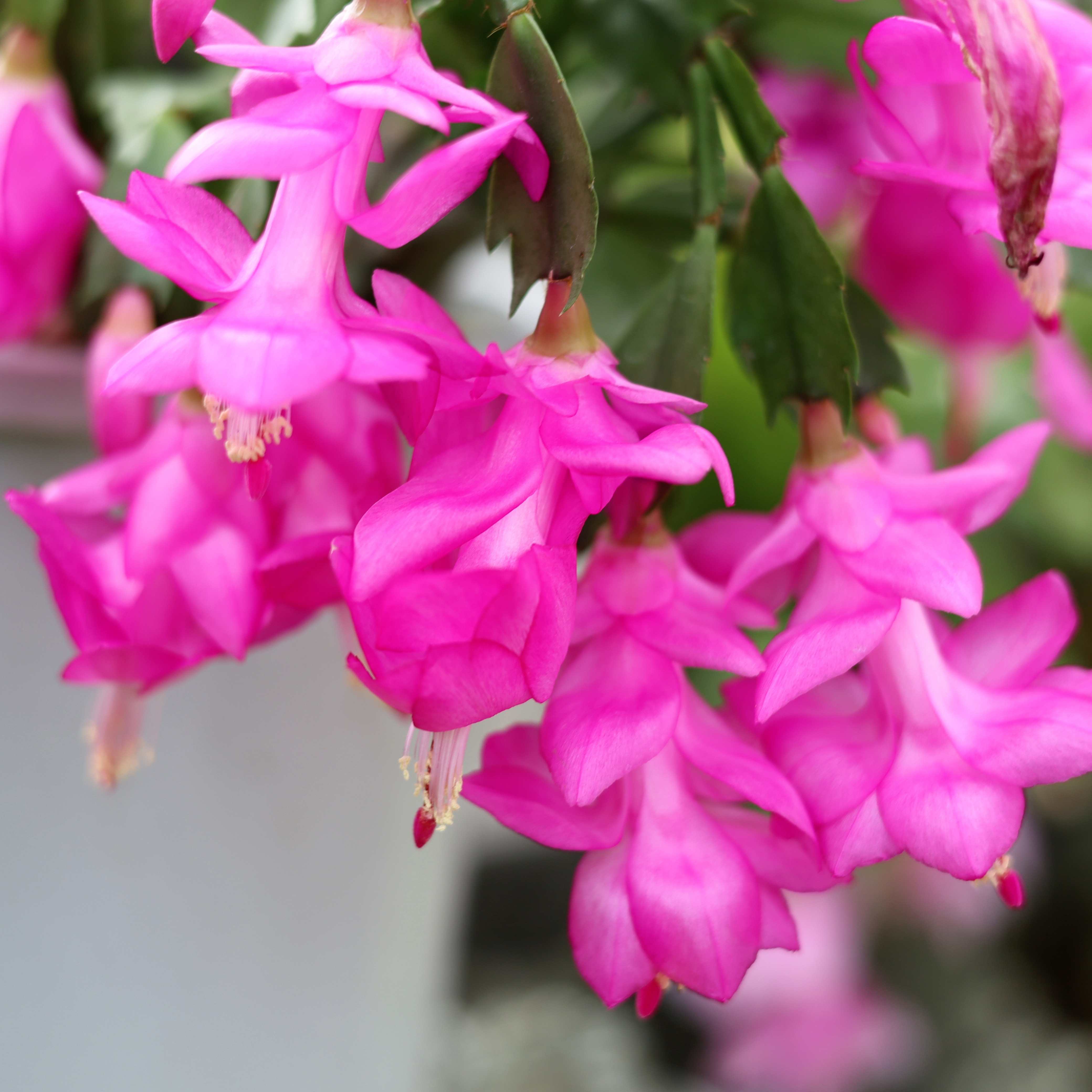 Flowering Christmas cactus houseplant with pink blooms