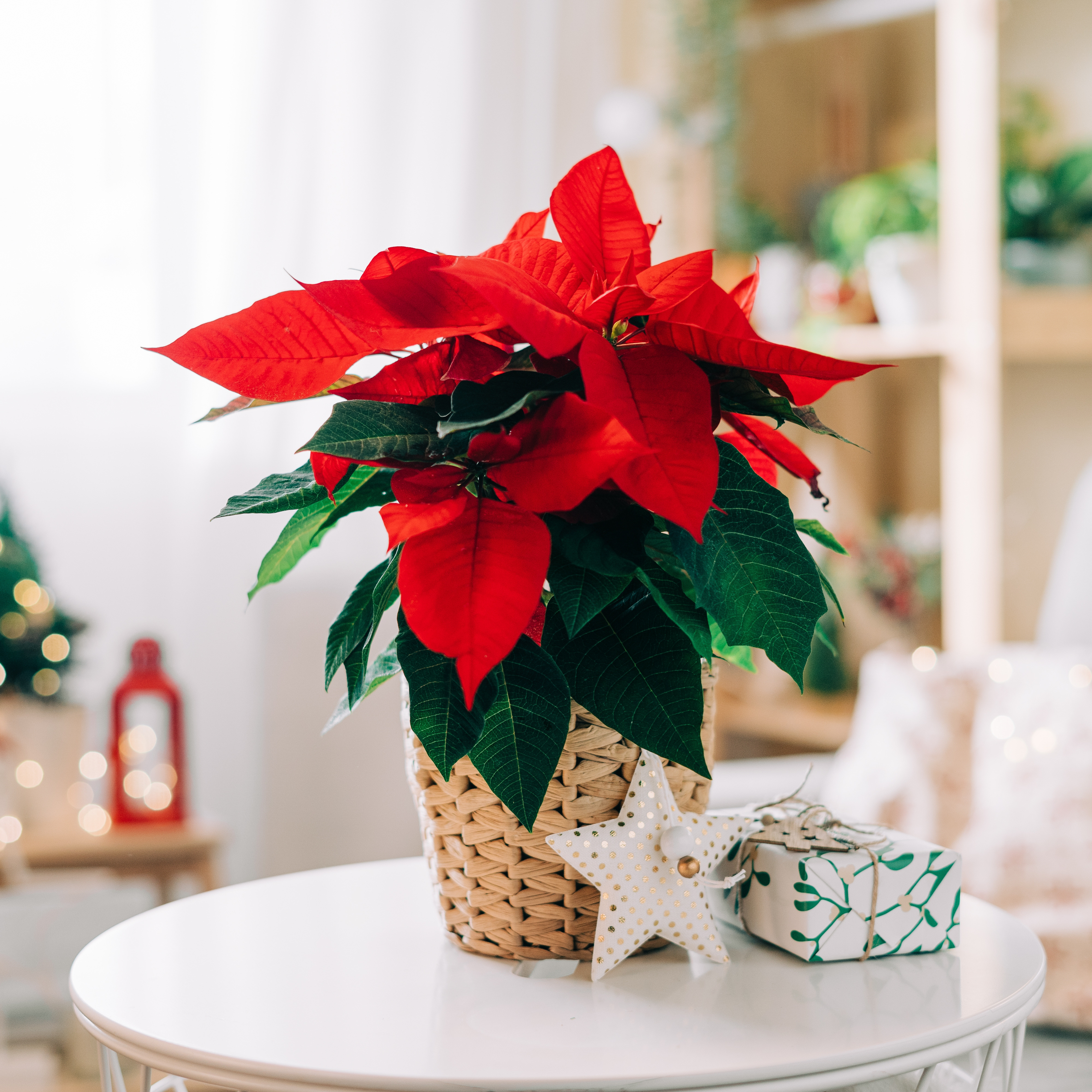 Red Poinsettia bringing festive colour to a Christmas home