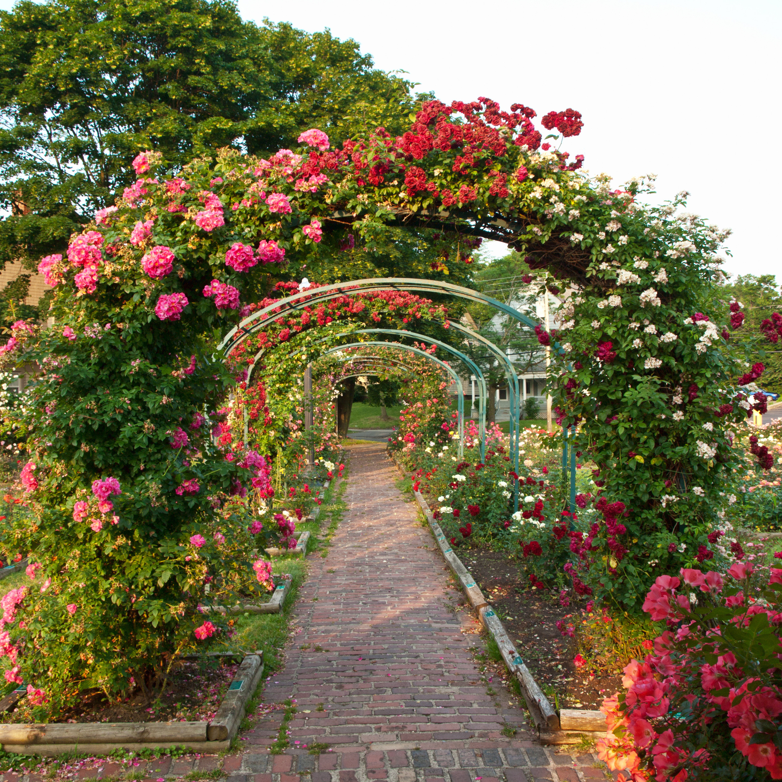 Climbing roses trained over garden arches in full flower