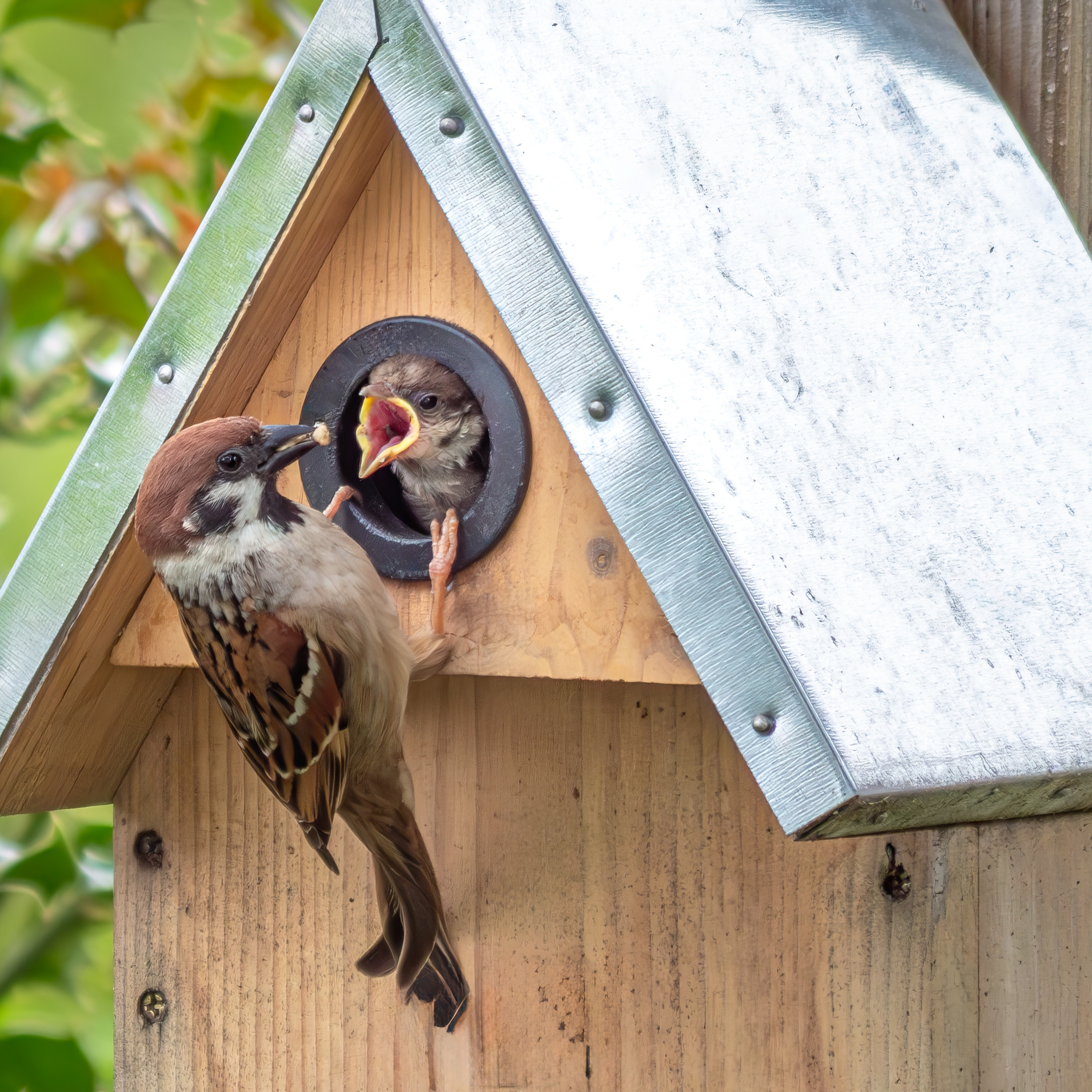 An adult bird feeding baby bird at entrance to closed front nest box