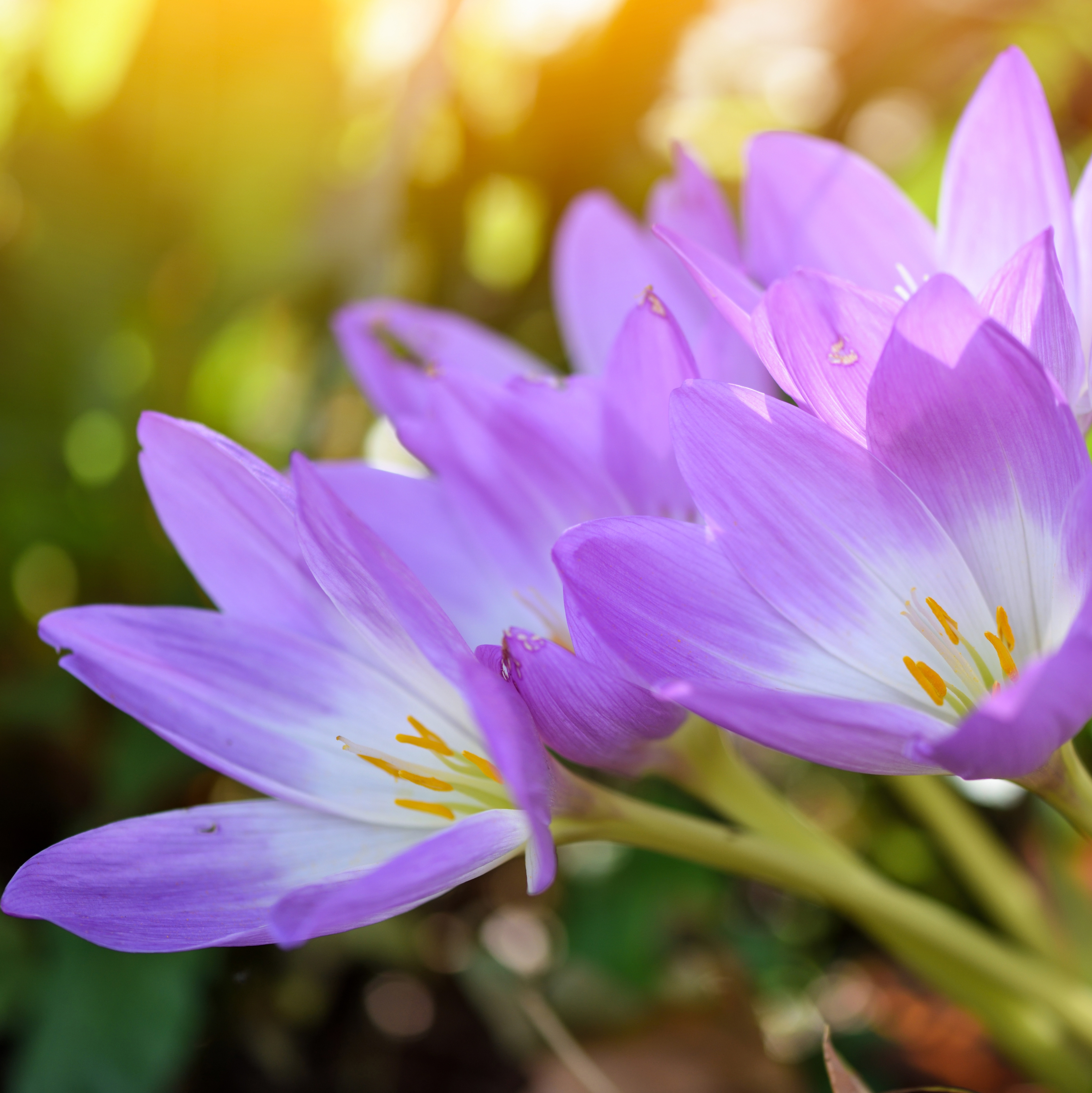 Colchicum with lilac goblet-shaped flowers emerging in autumn before the foliage appears.