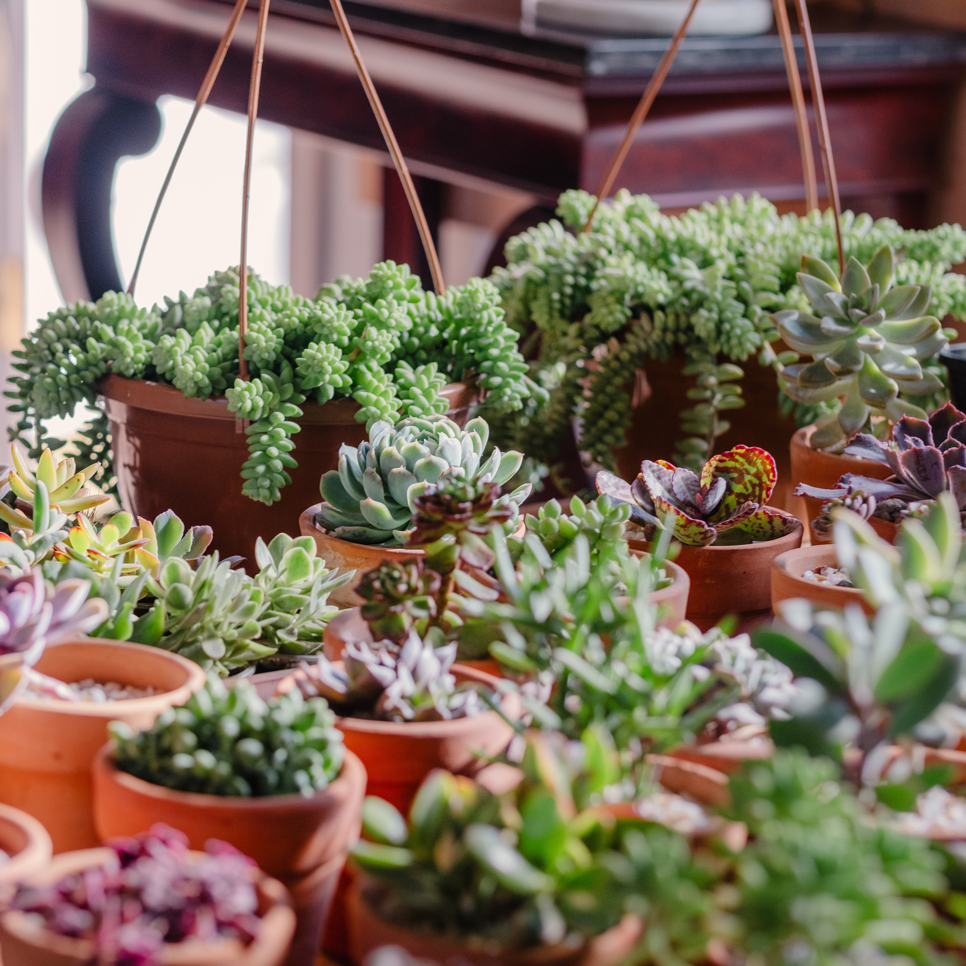 Collection of potted succulents with thick, fleshy green leaves growing in pots
