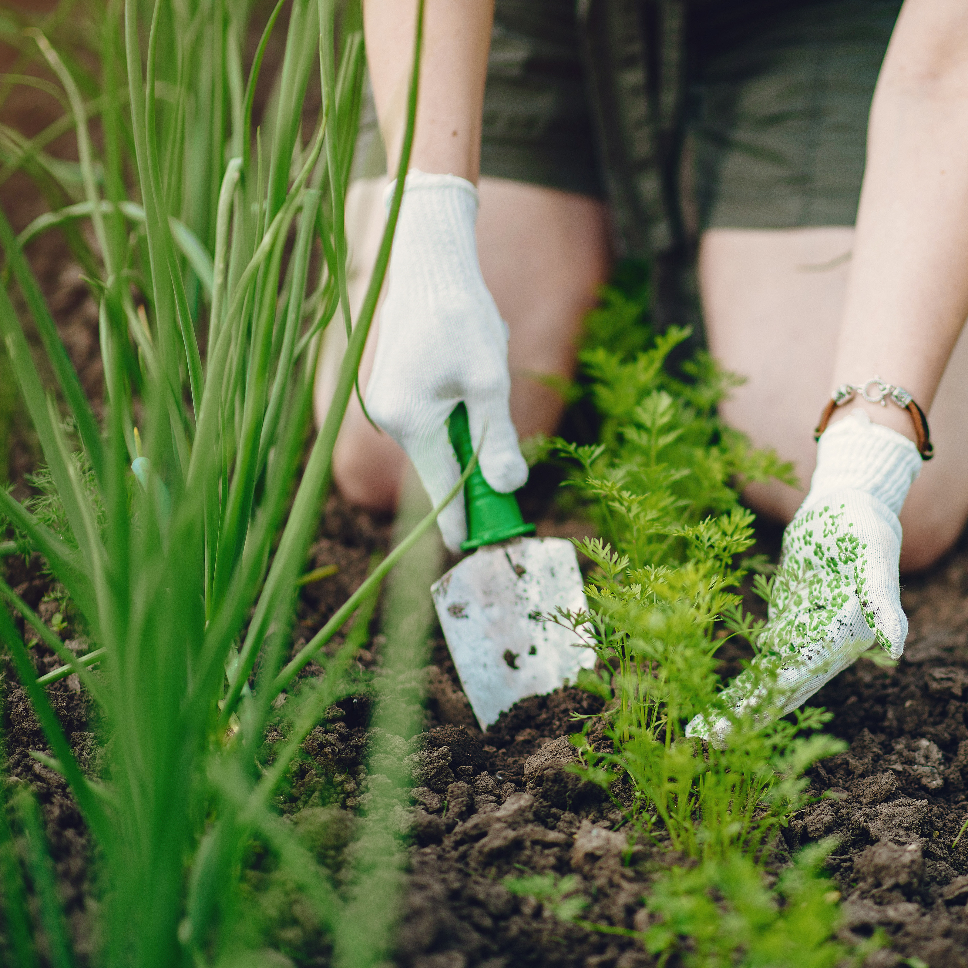 Young carrots growing alongside onions in a raised organic garden bed, demonstrating companion planting.