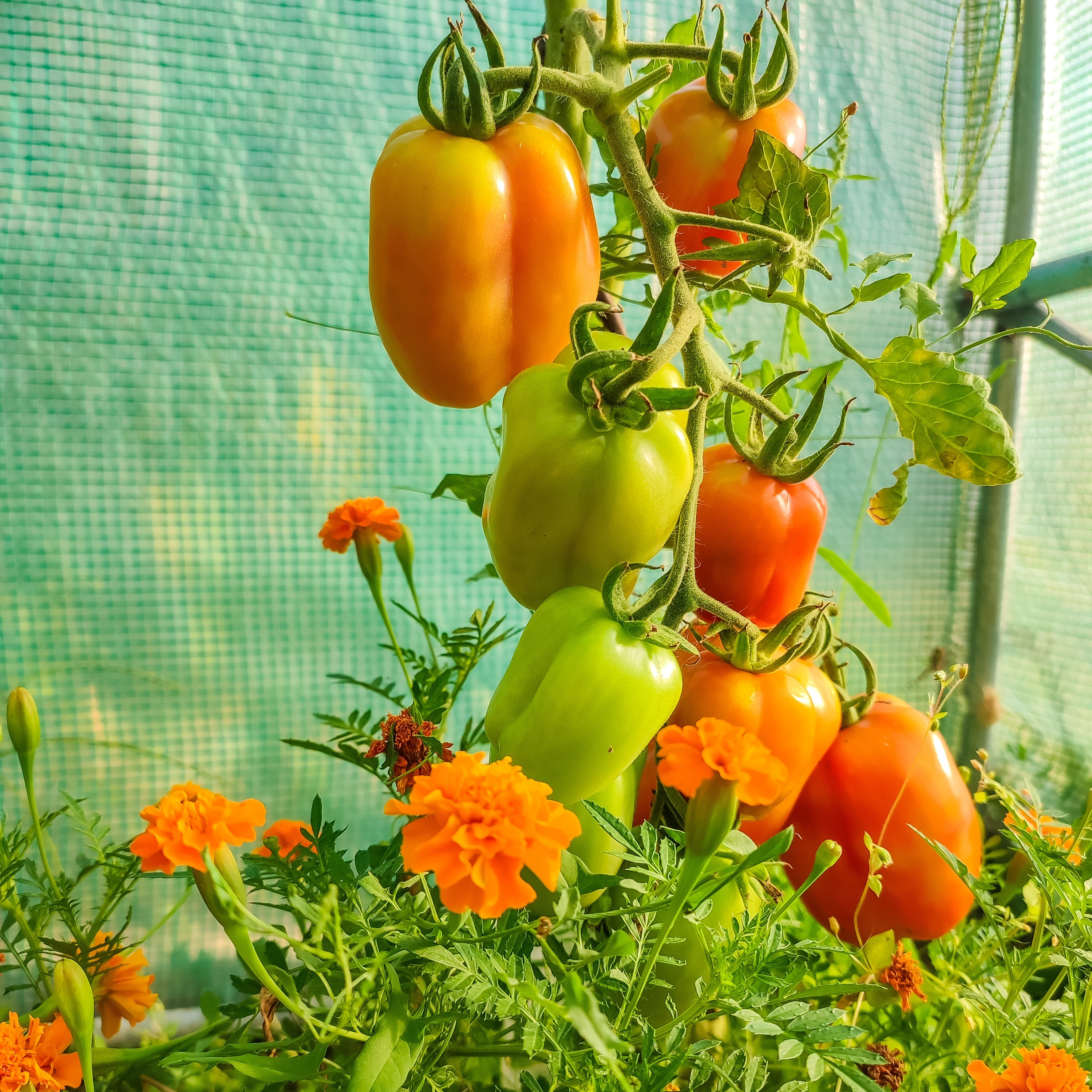 Companion planting with tomatoes and marigolds