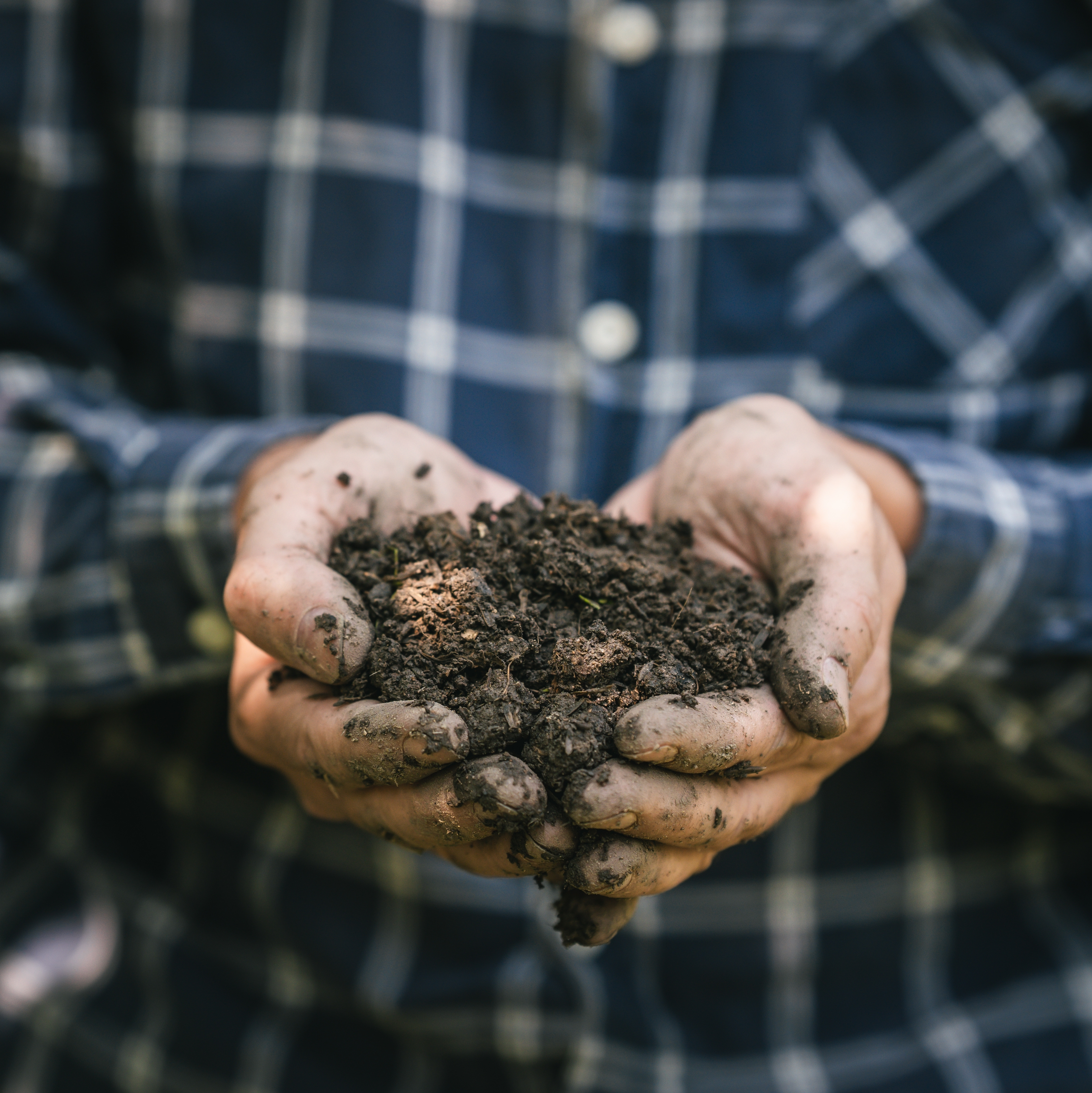 Organic compost for improving garden soil and plant health