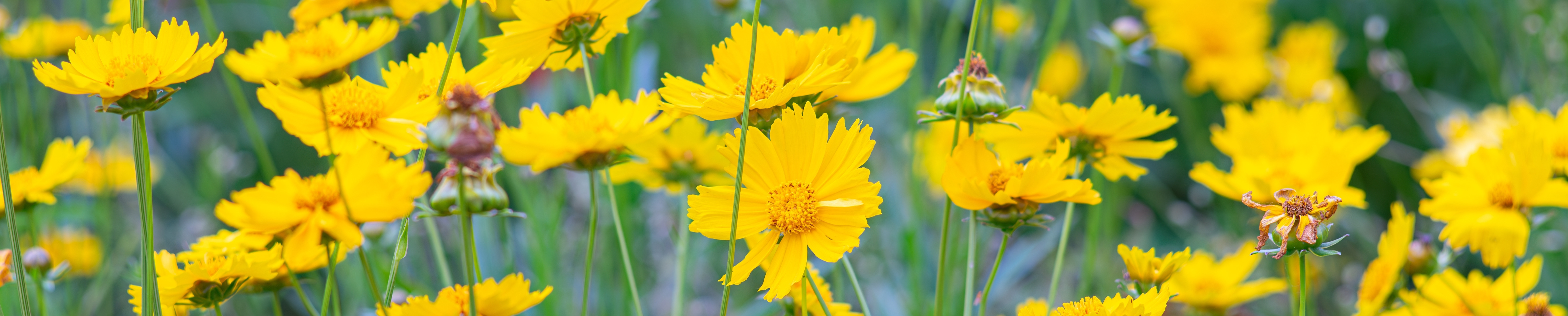 Yellow Coreopsis (Tickseed)