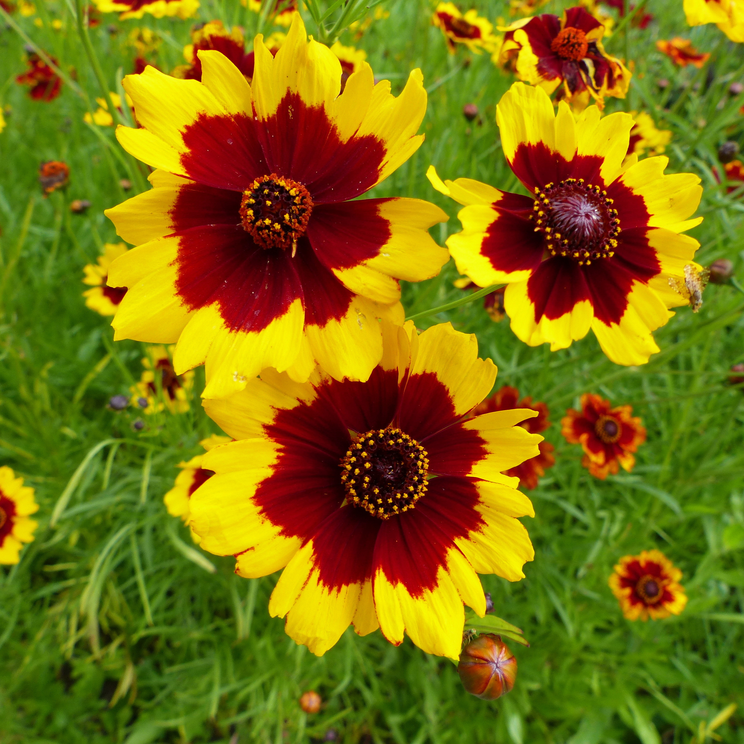 Yellow and red Coreopsis