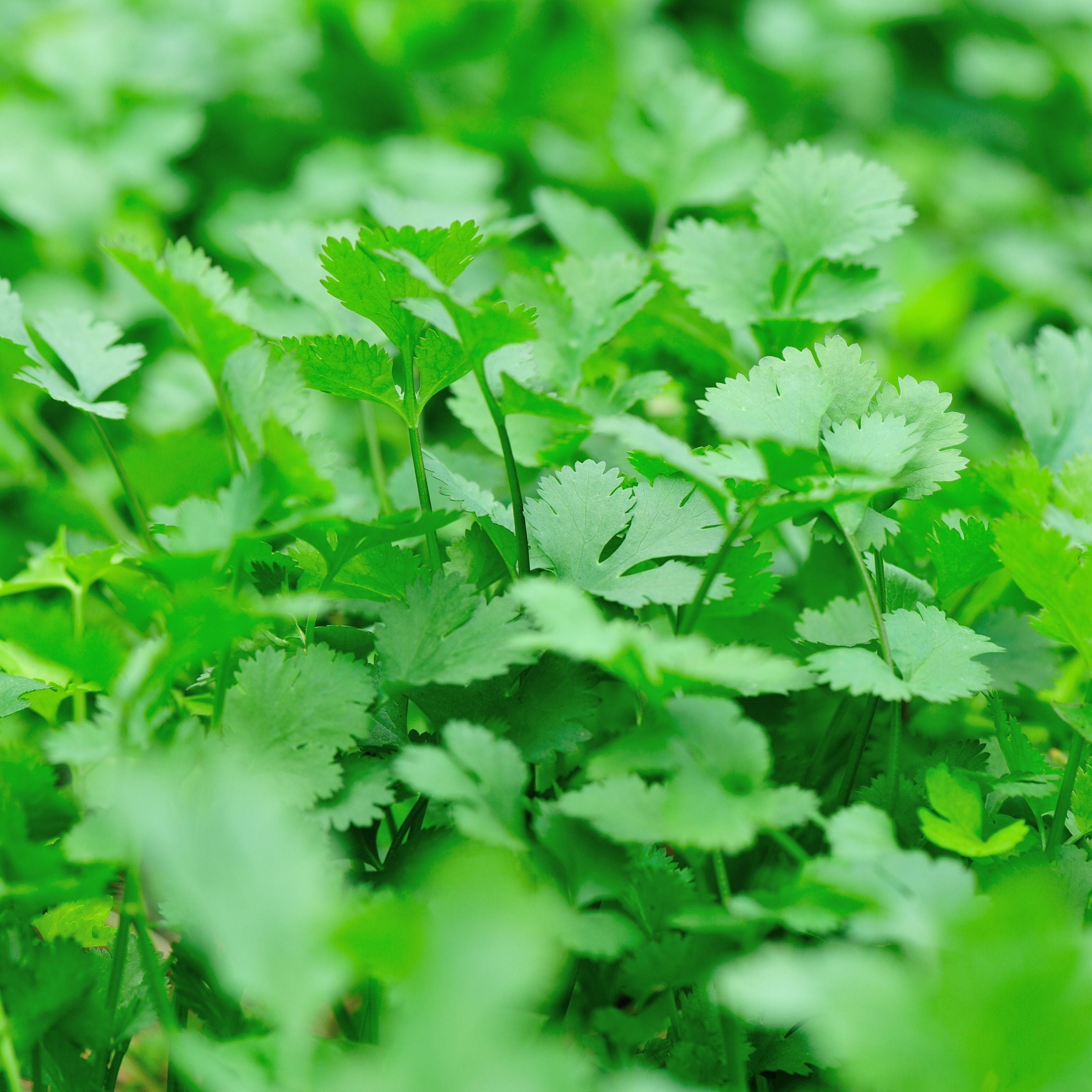 A close-up of coriander. A culinary herb