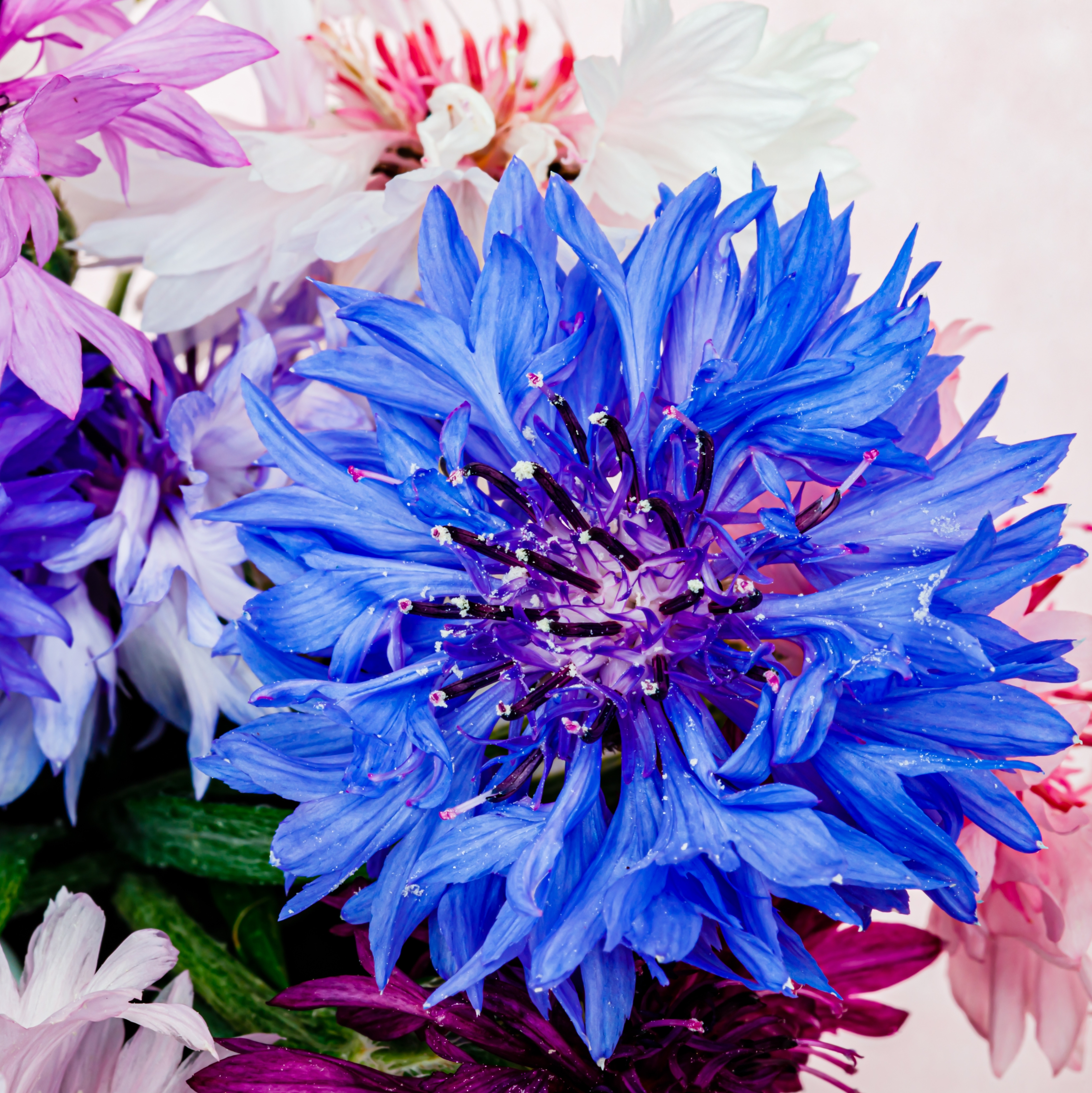 Close-up of vibrant cornflower blooms