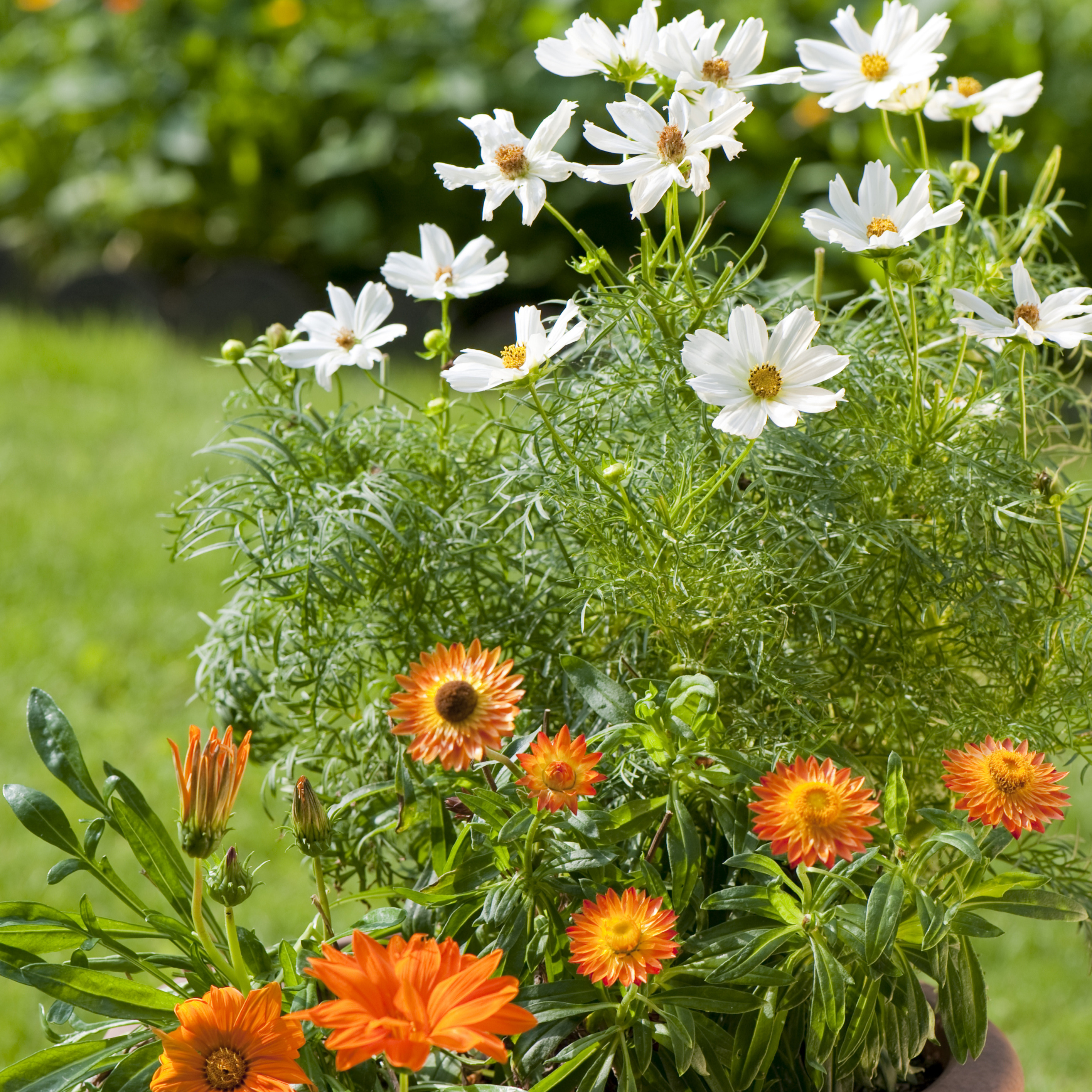 White cosmos flowers blooming abundantly in a large terracotta container alongside marigolds