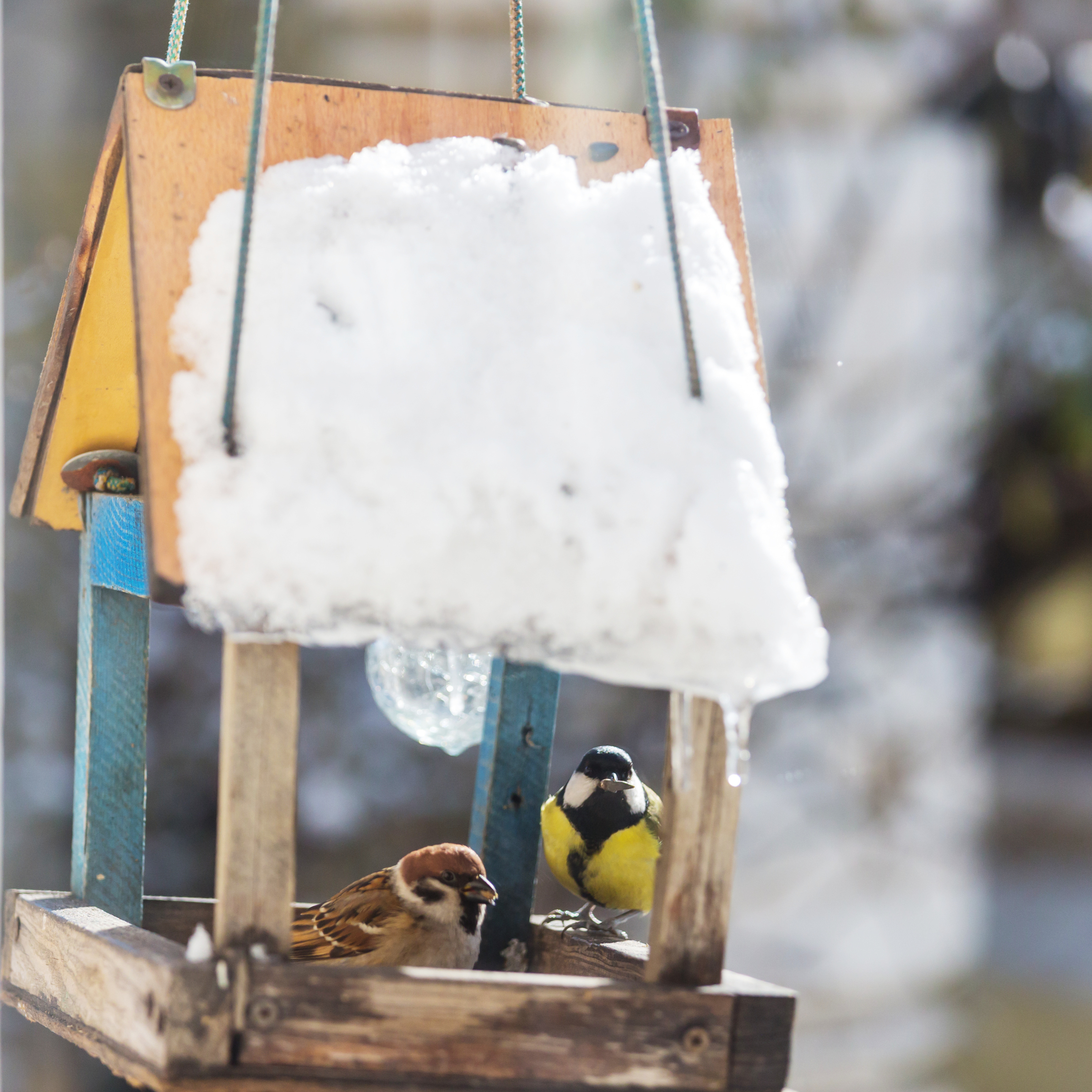 A great tit and tree sparrow feeding at a snow-covered bird feeder during winter.