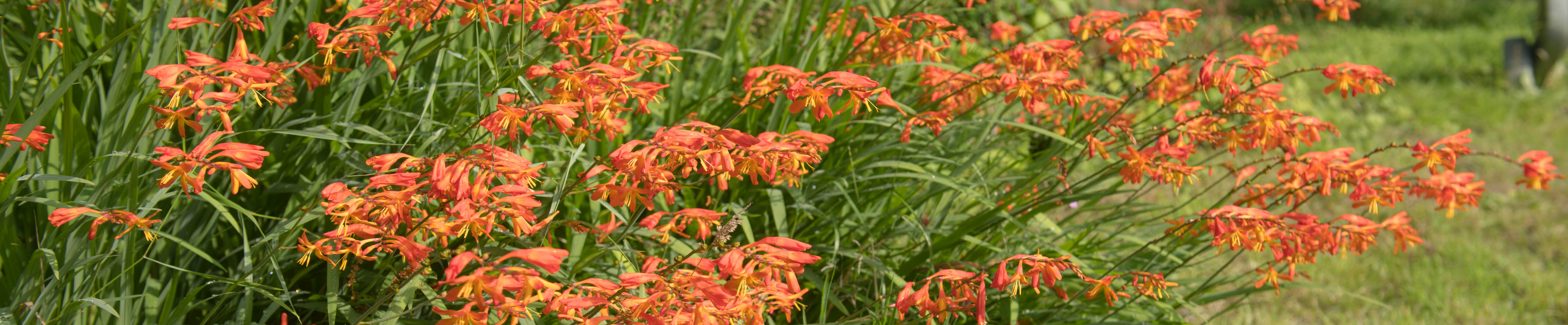 A swathe of Crocosmia