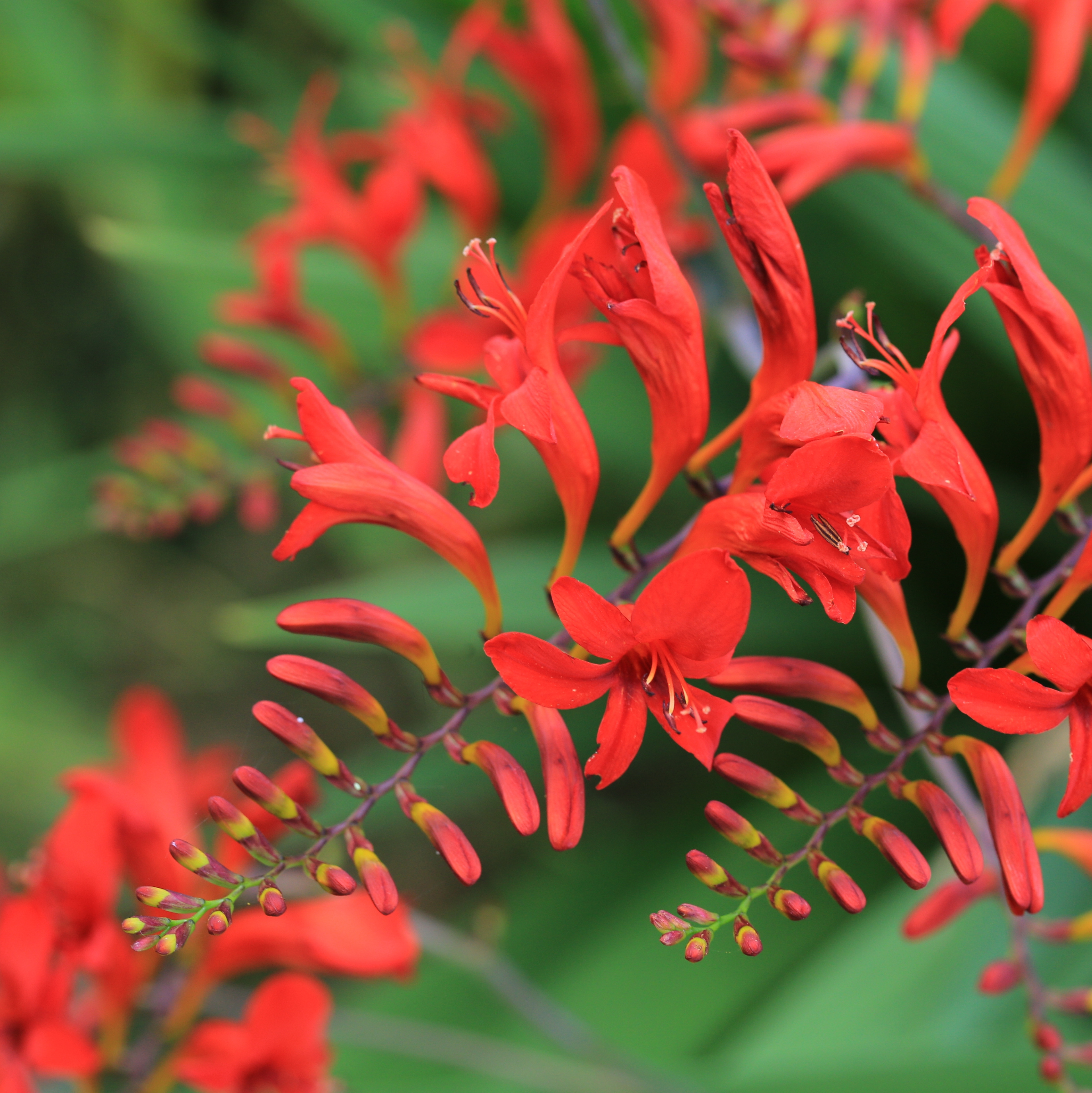 Red crocosmia