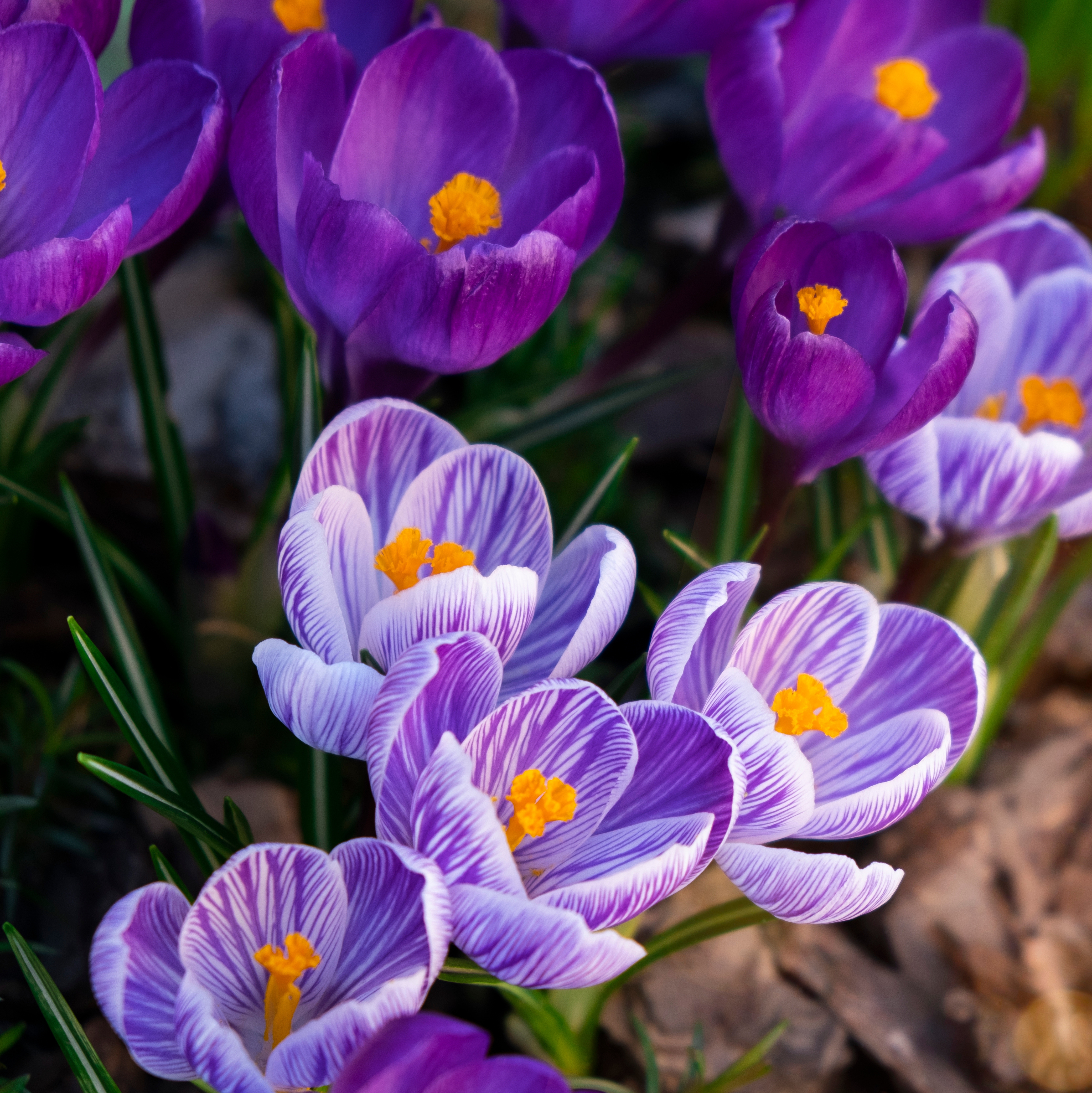 A drift of pale purple crocus flowers blooms with their open cup-shaped petals revealing bright orange stamens in the spring sunshine.