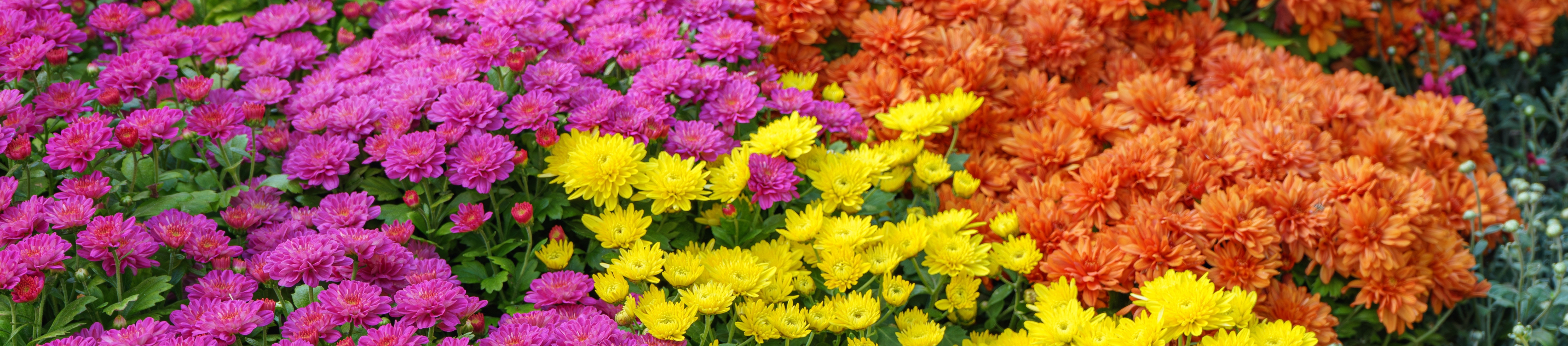 Chrysanthemums in vibrant shades of pink, yellow and orange, one of many flowers suitable for a cut flower garden