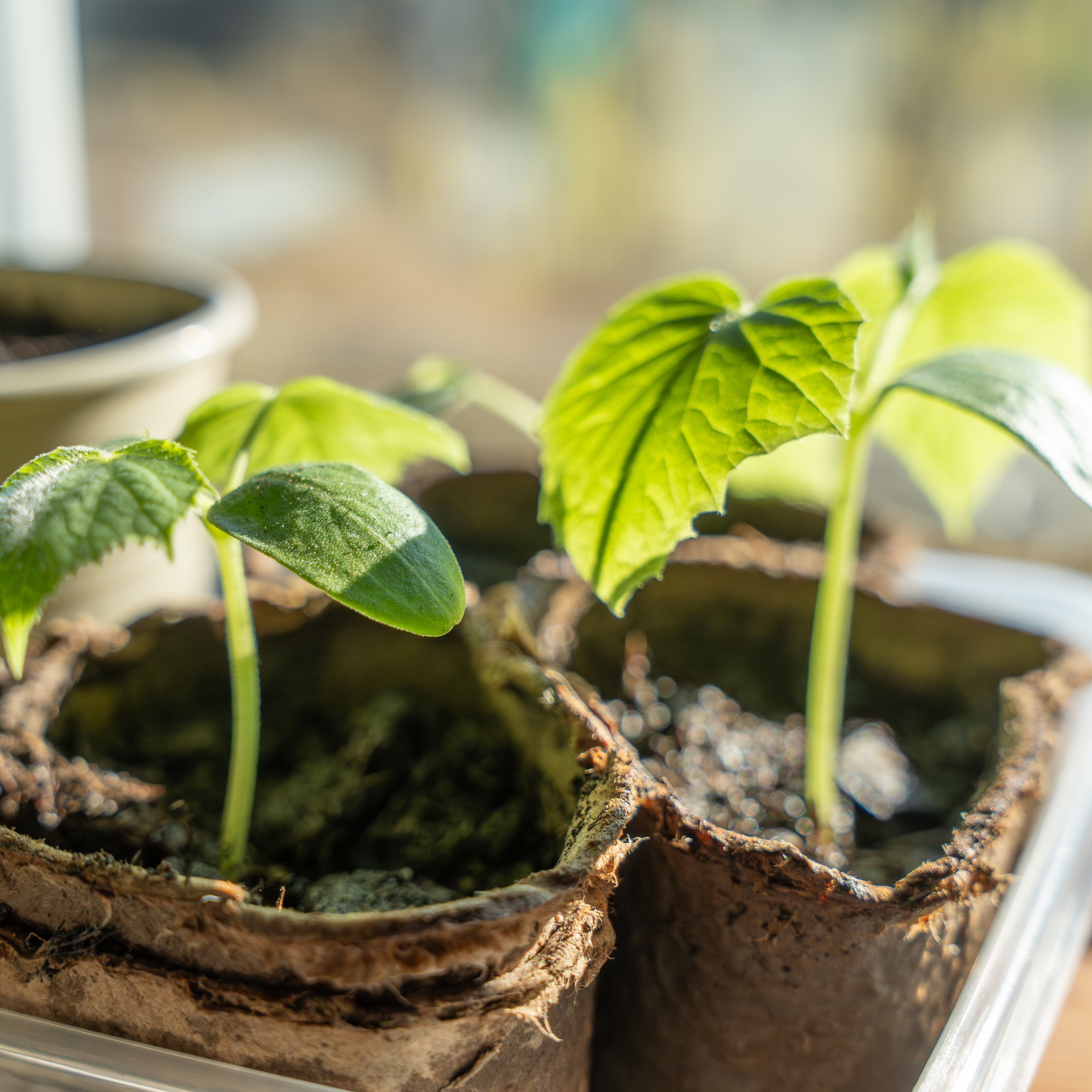 Young vegetable seedlings growing in biodegradable pots filled with compost.
