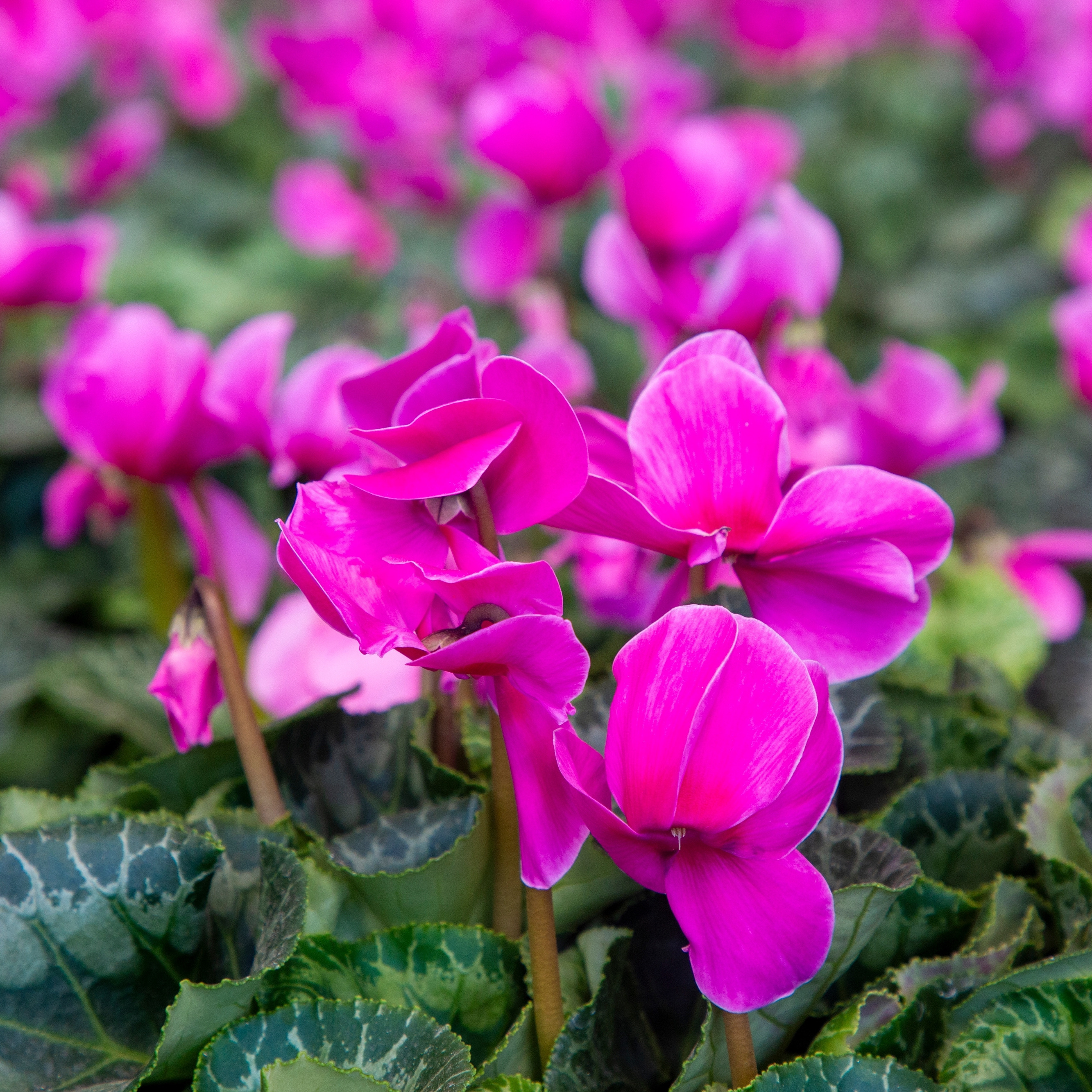 Pink cyclamen bringing colour to the home at Christmas