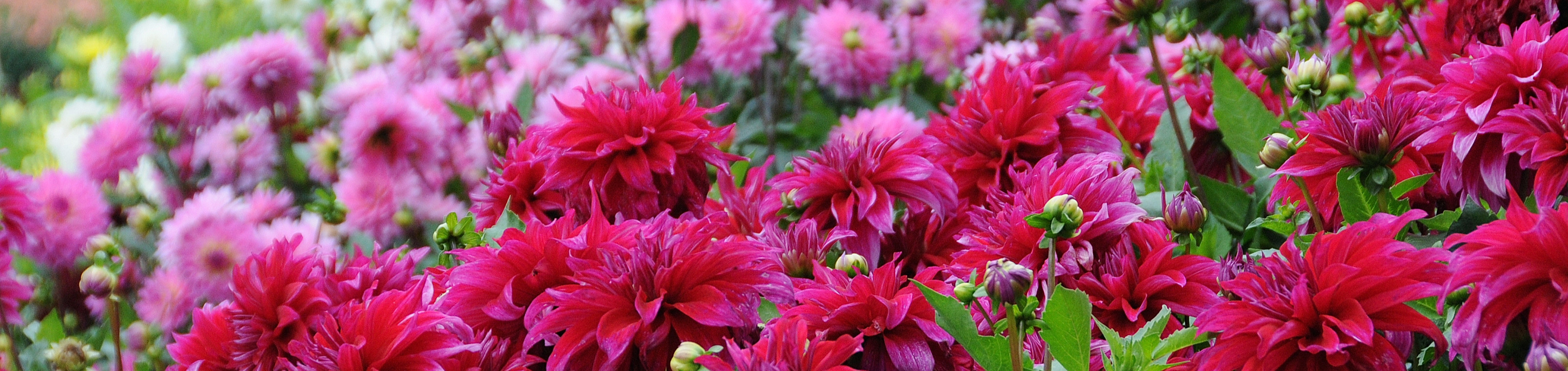Dahlias flowering in shades of pink and deep red in a colourful summer garden display.