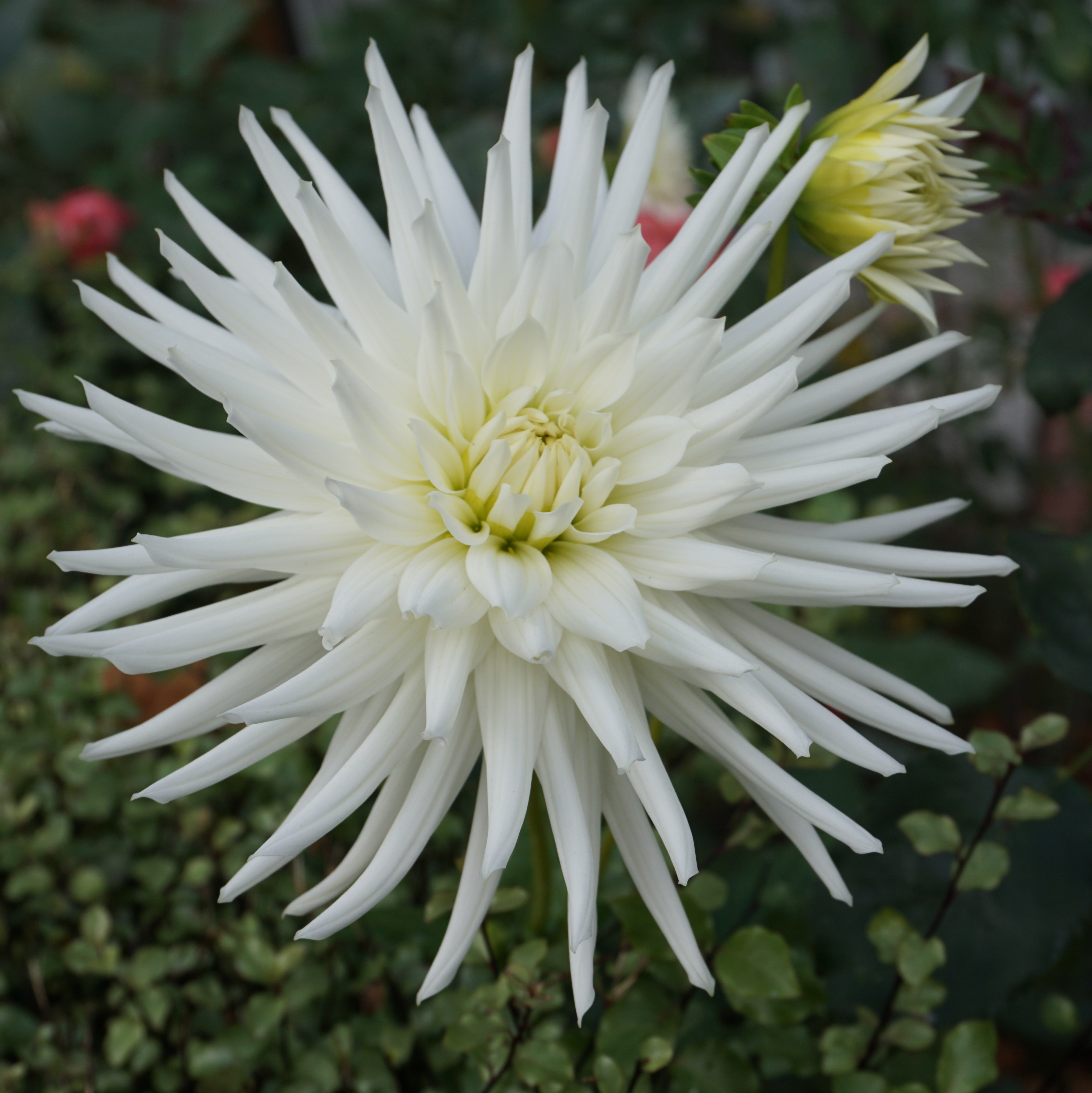 White cactus dahlia flower in bloom with long, spiky petals against a backdrop of green foliage.