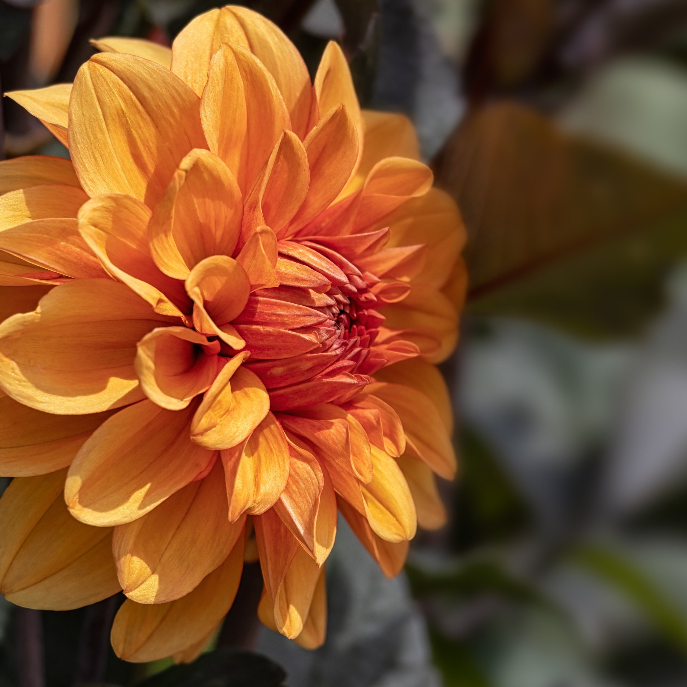 'David Howard' decorative dahlia with rich orange flowers, a popular cultivar in the Decorative Dahlia Group.