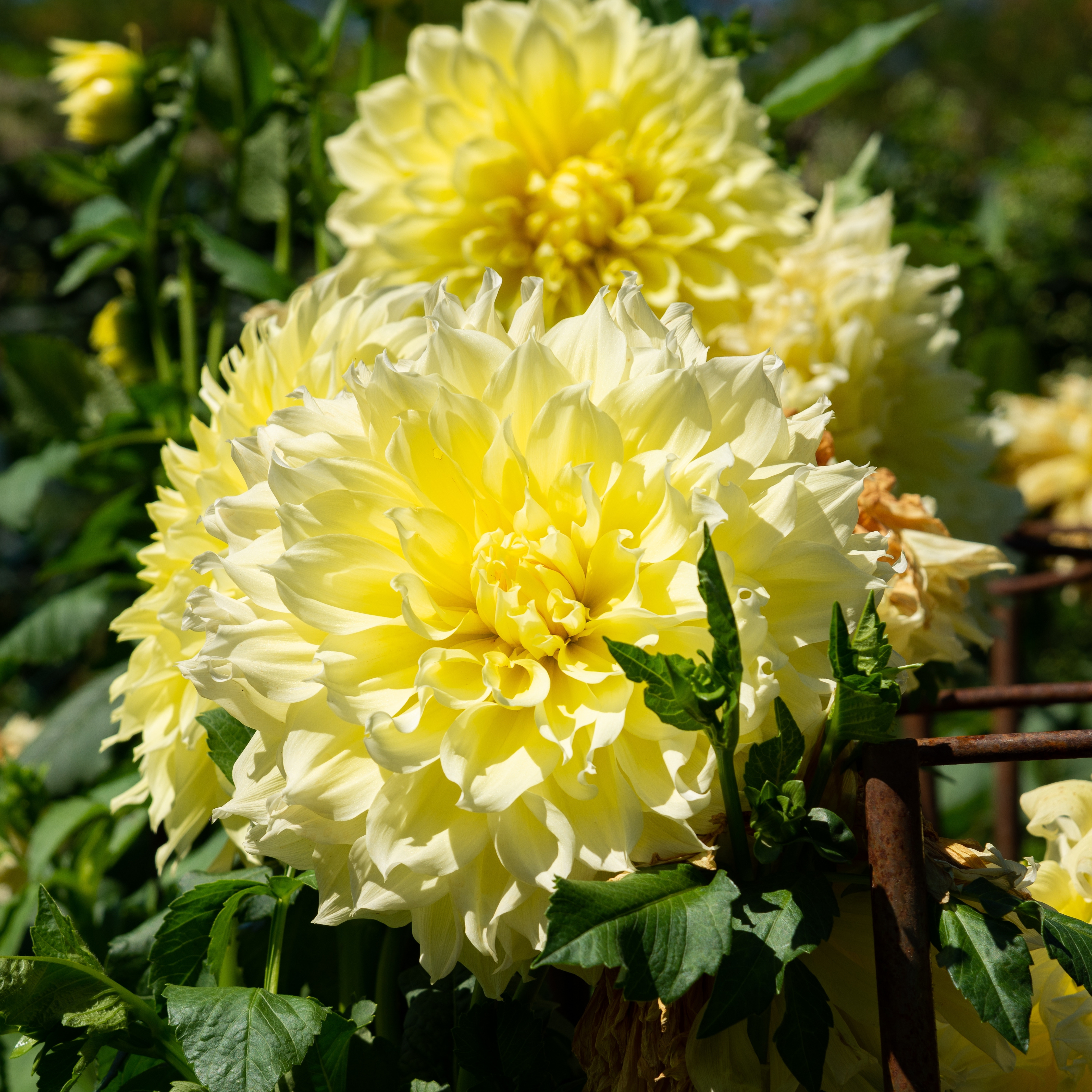 'Kelvin Floodlight' decorative dahlia with enormous pale yellow blooms, often described as a dinner plate dahlia.