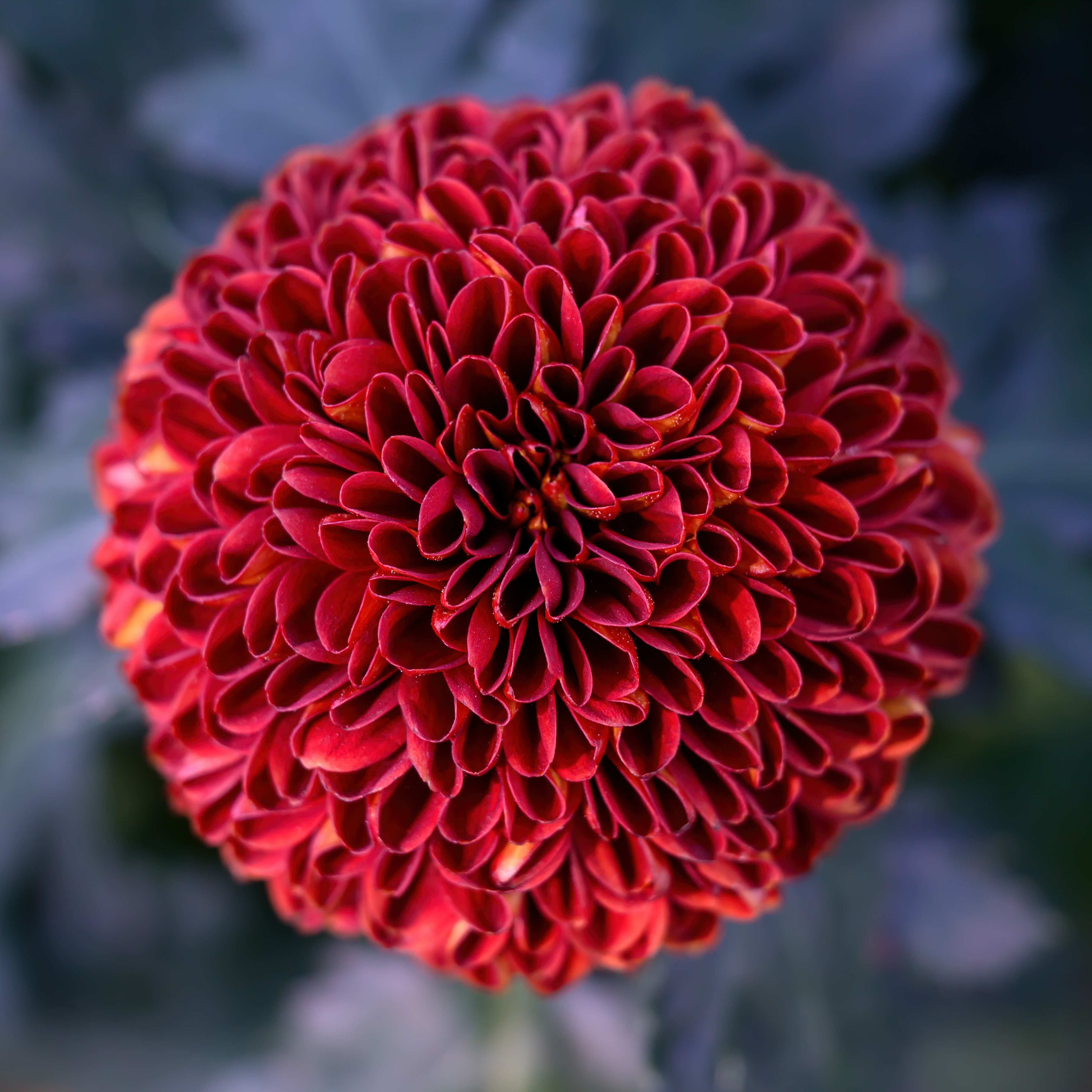 Dark red pompon dahlia flower in full bloom with neatly arranged petals.