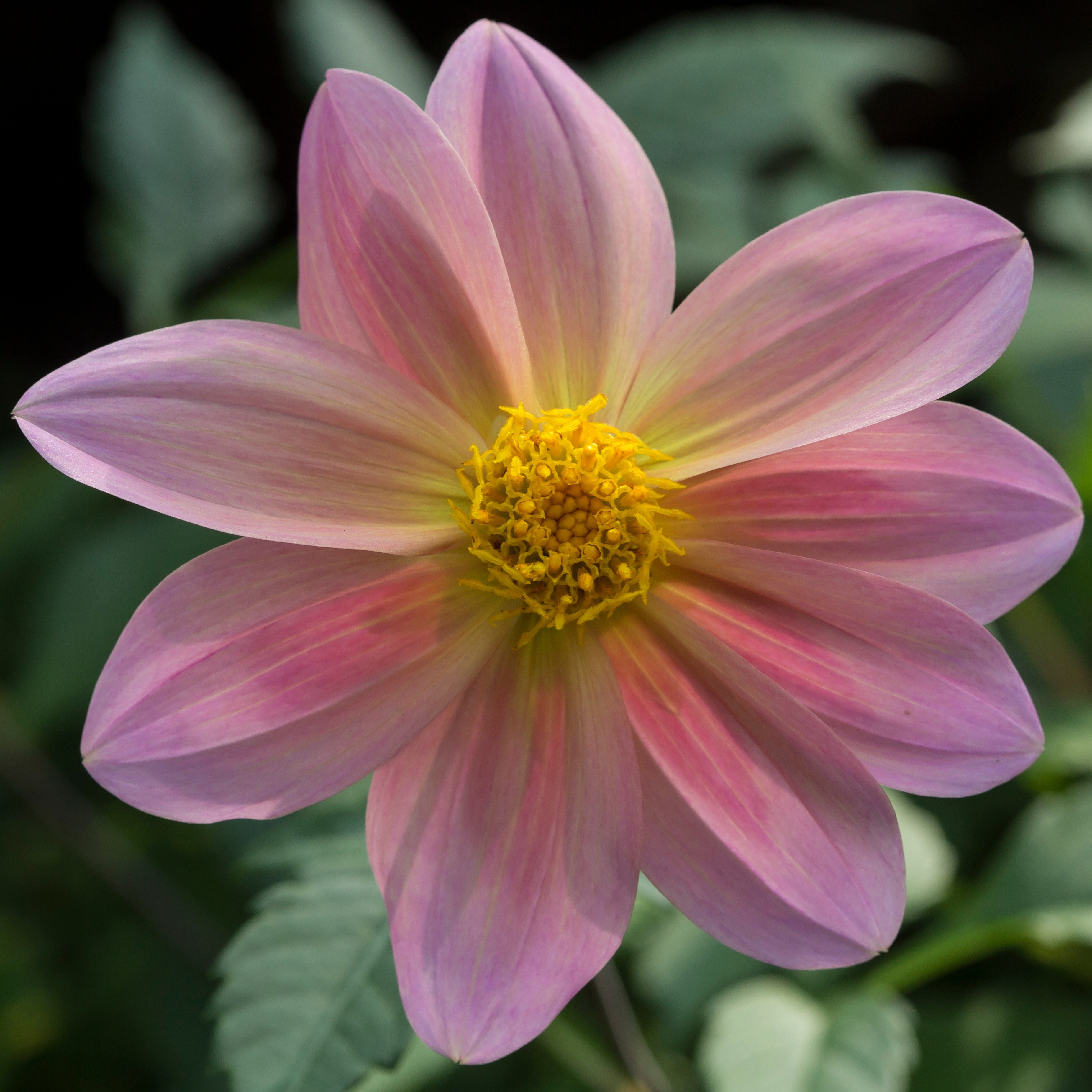Single pink dahlia with an open yellow centre, illustrating the Single Dahlia Group.