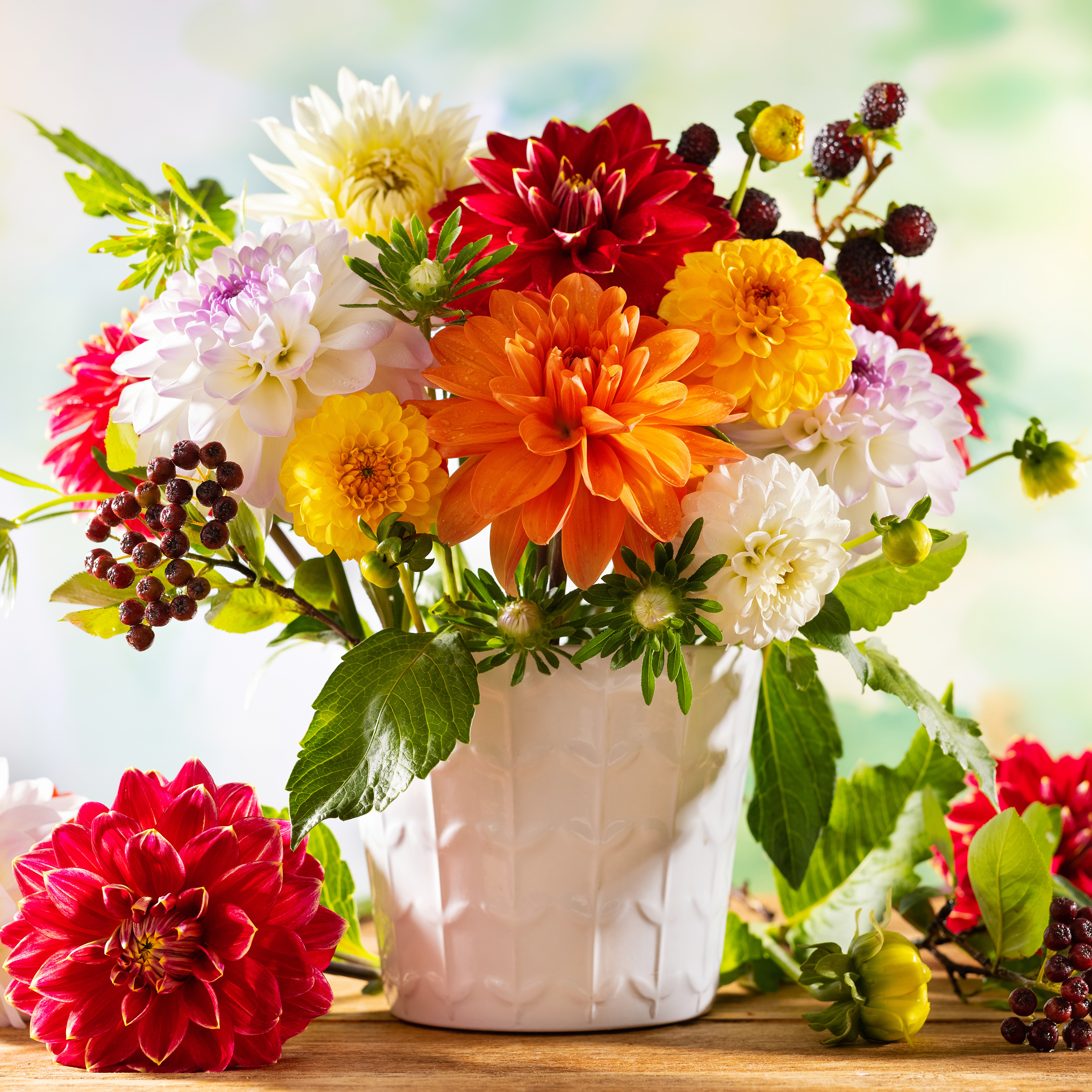 Versatile Dahlias - show-stopping borders or cut flowers