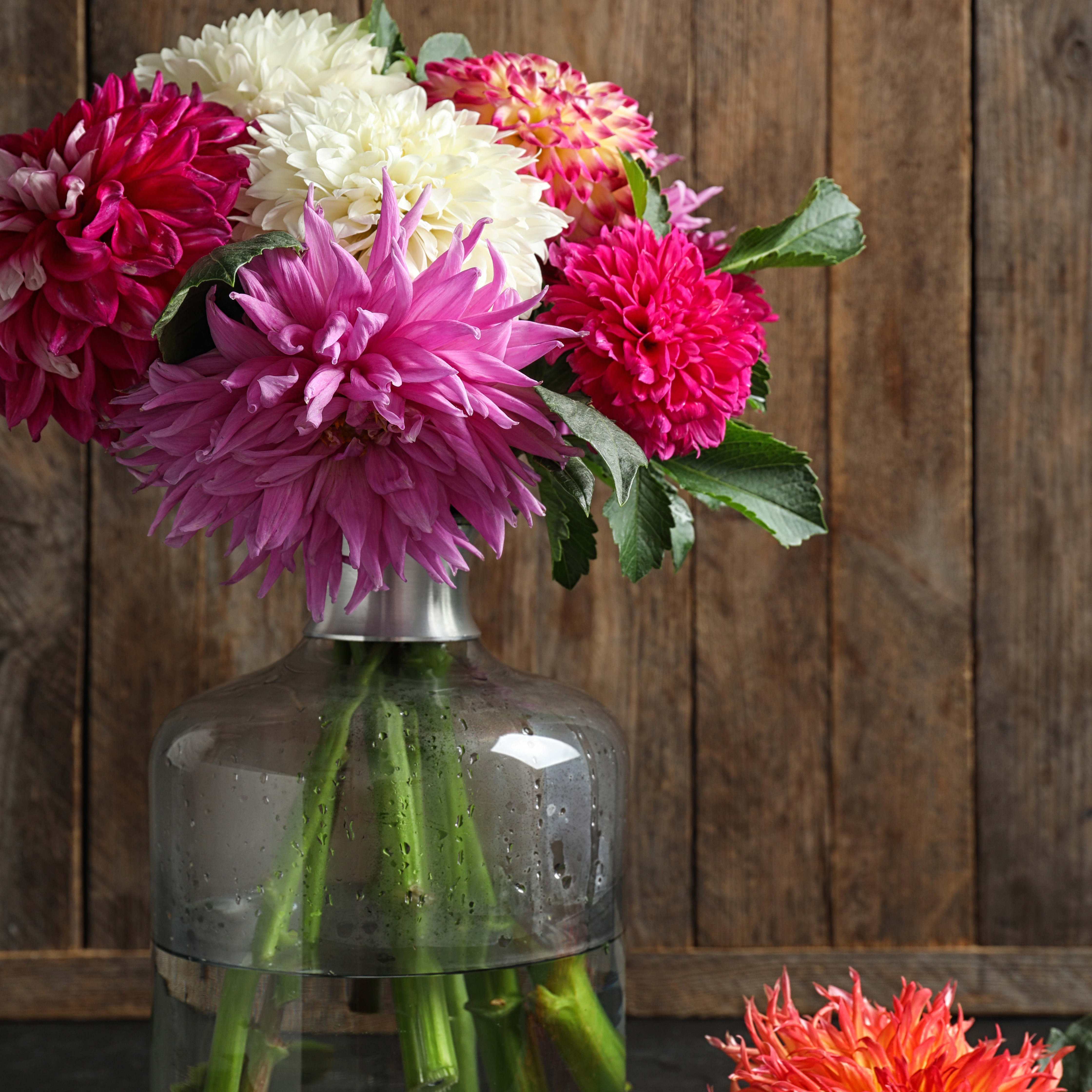 Colourful arrangement of cut dahlias