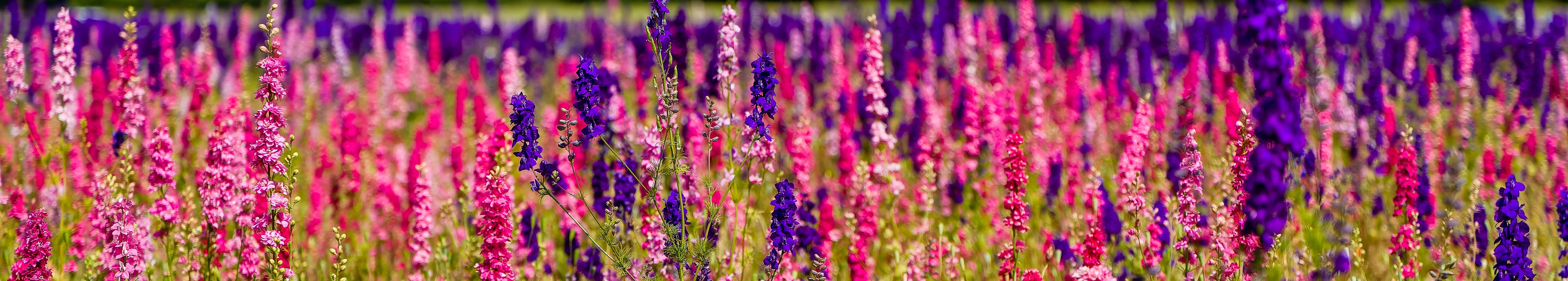 Delphinium meadow