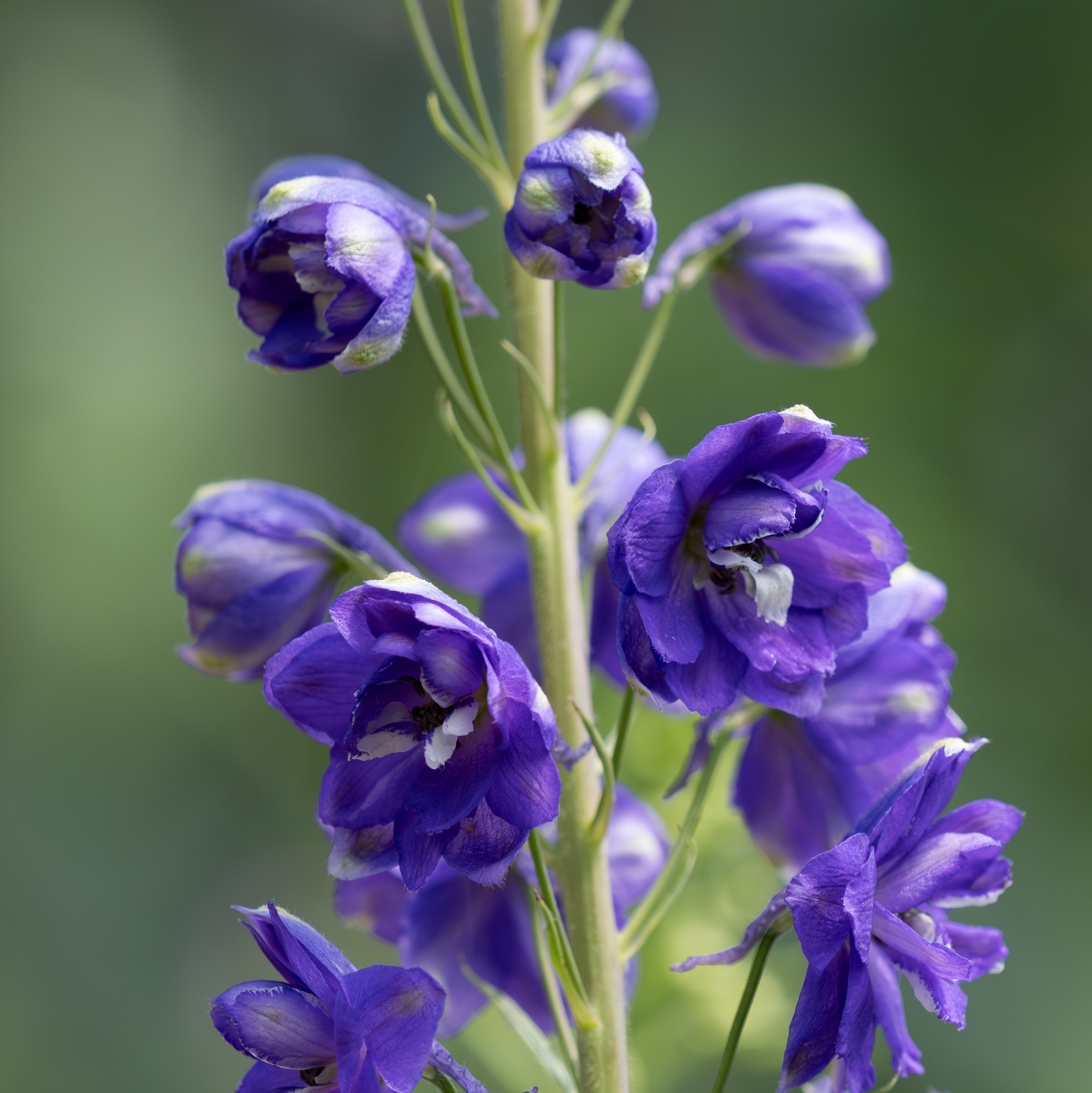 Purple delphinium with a white centre