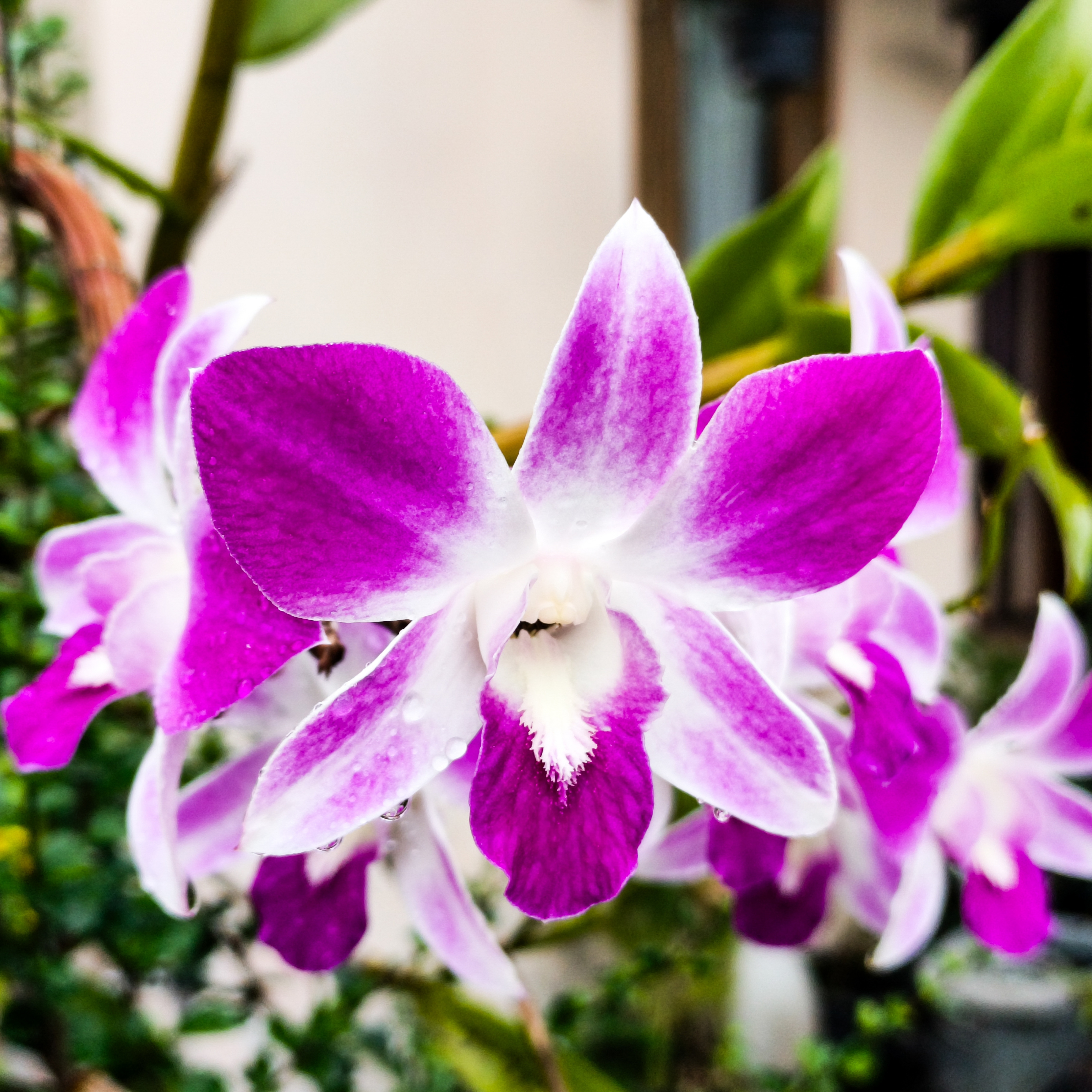 Purple and white Dendrobium orchid flowers in bloom, showing the elegant star-shaped flowers typical of this popular orchid.