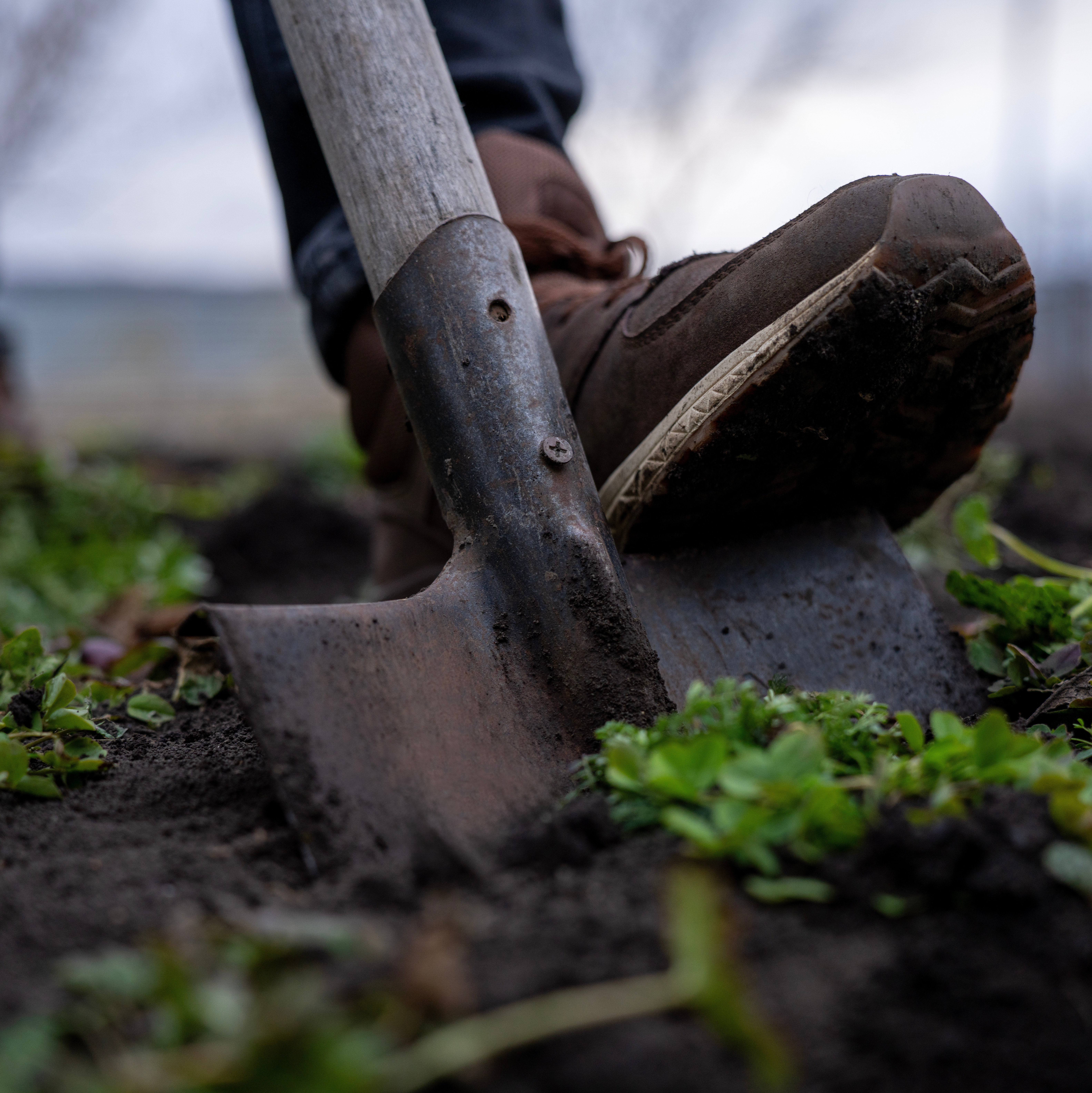 Clearing weeds from vegetable bed to prepare soil for planting