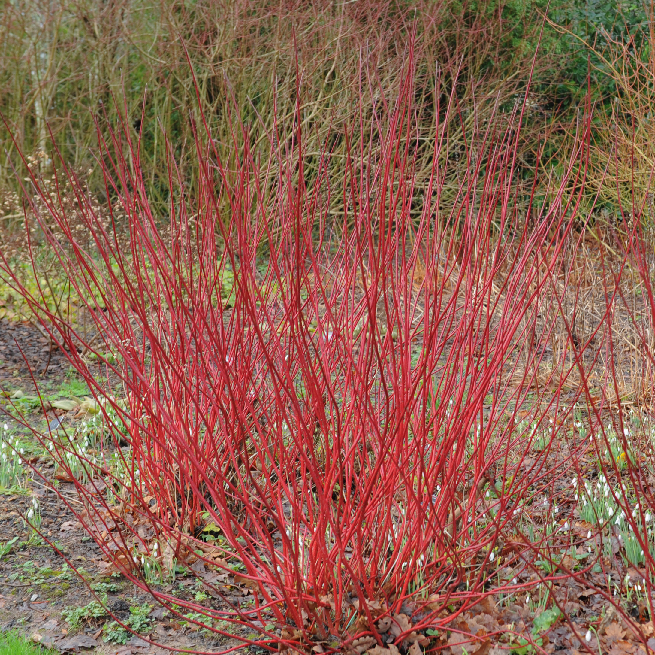 Dogwood Stems - hard prune to encourage new, colourful growth