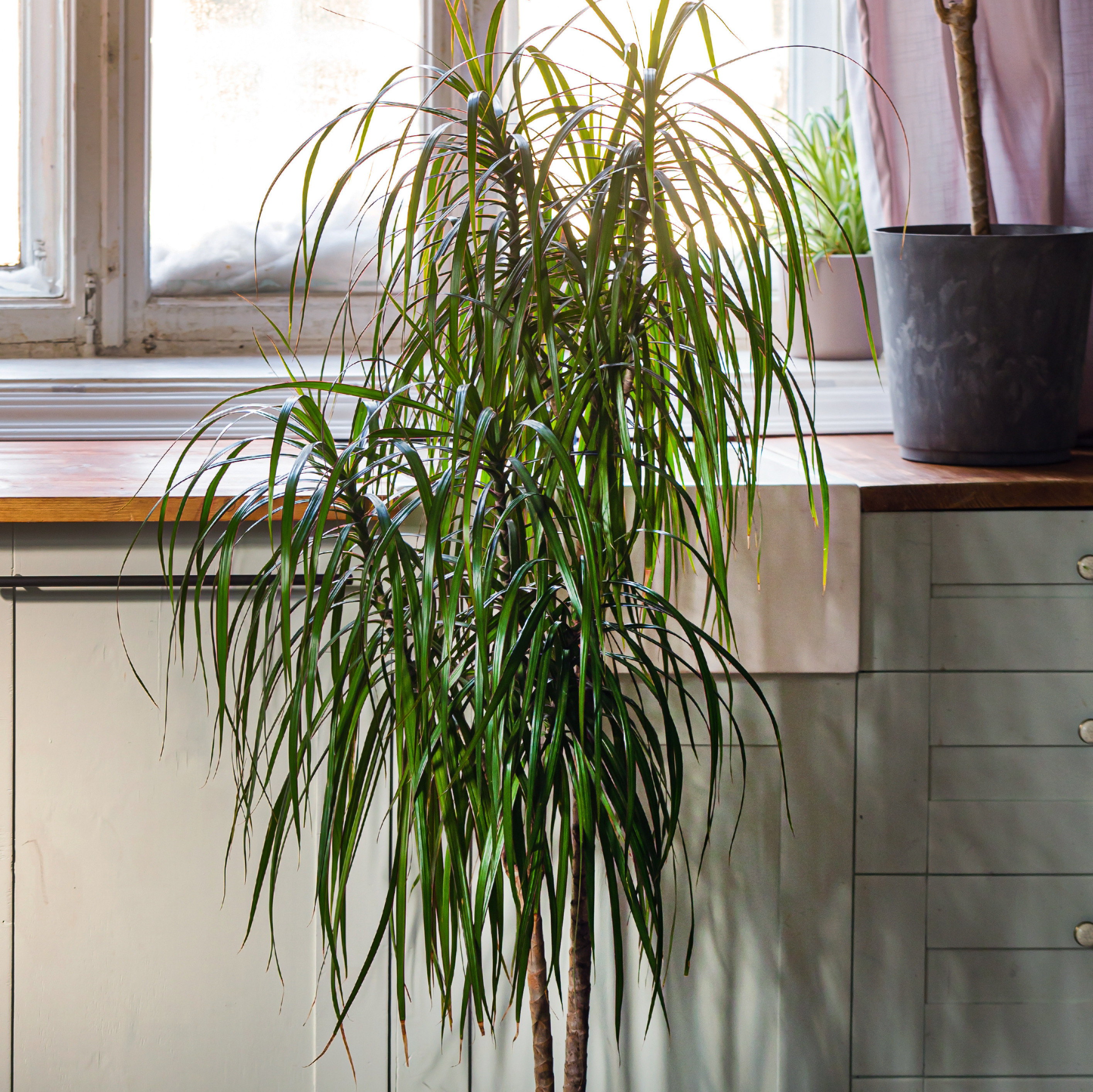 Dracaena marginata with upright stems and dense foliage, representing cane plants that respond well to selective pruning