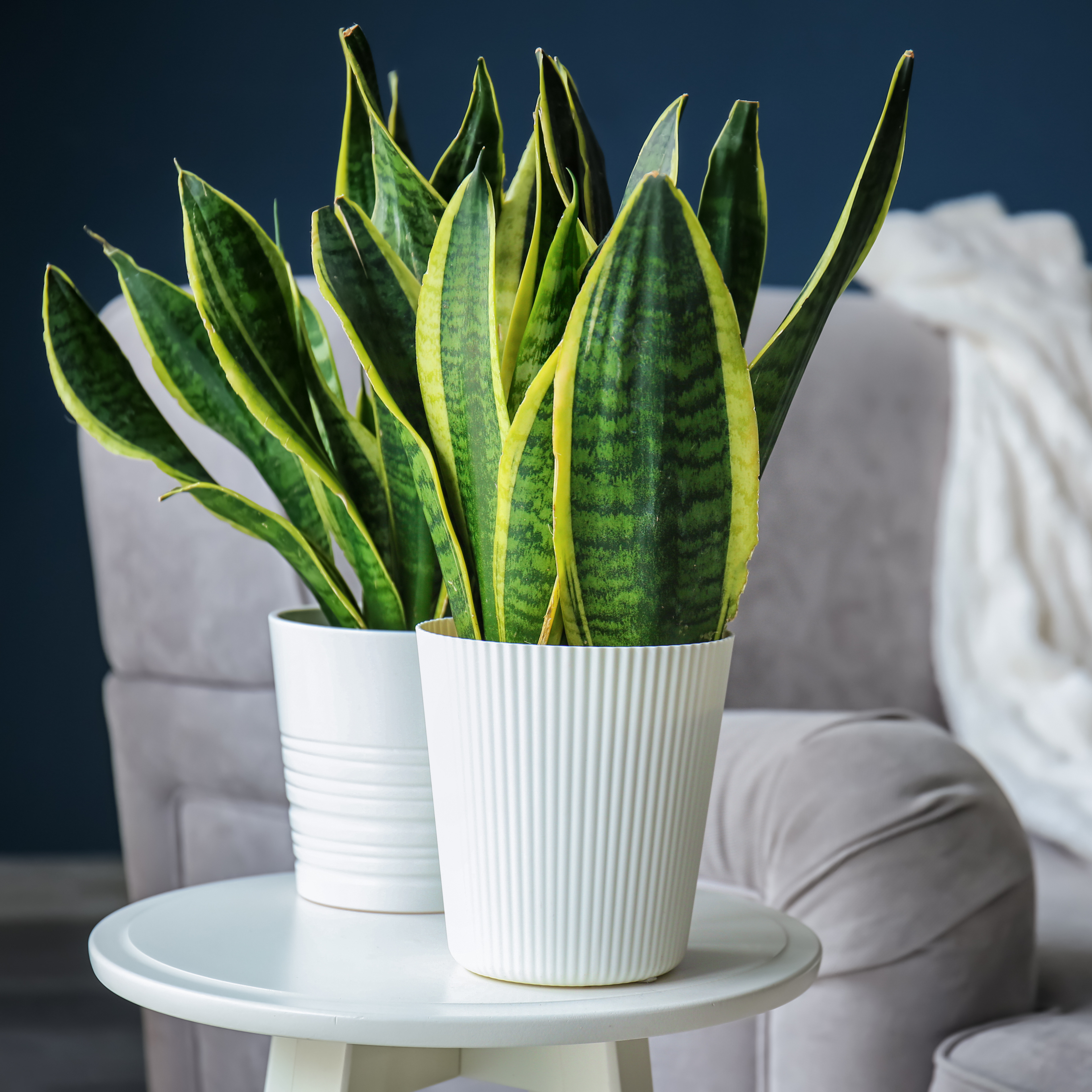 Snake Plant