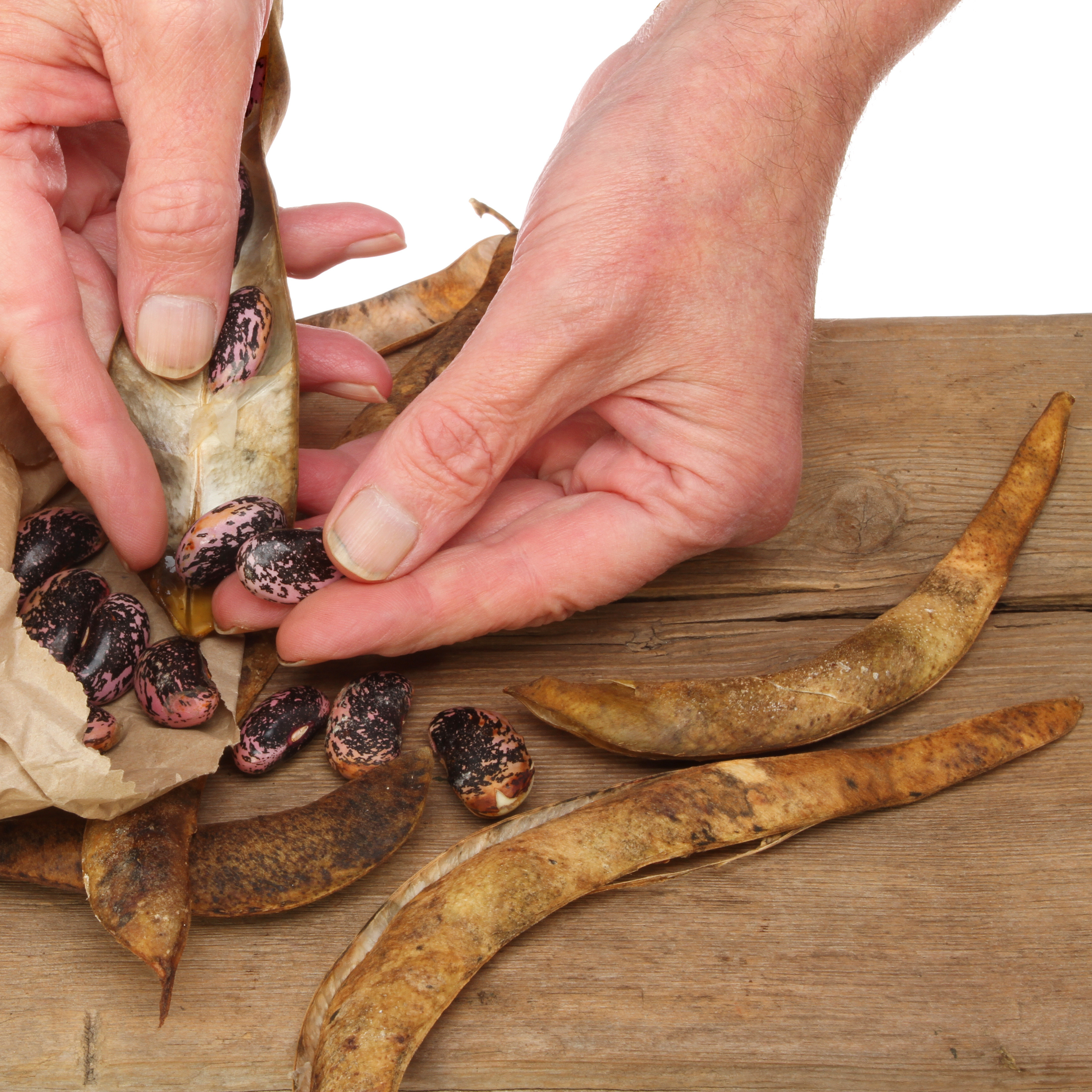 Hands remove dried beans from a mature pod, for storing home-grown beans for winter use or saving seed for the following season.