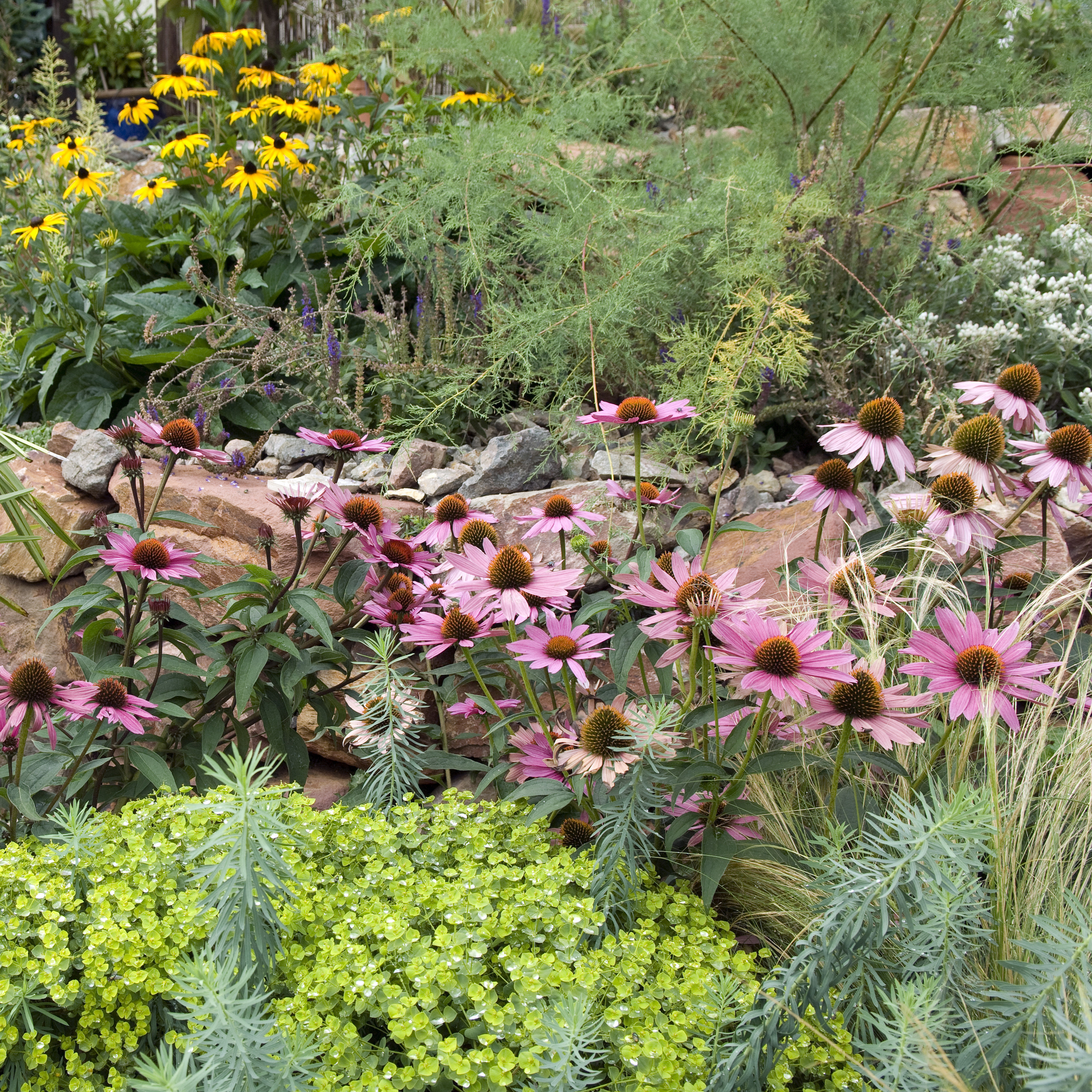 Drought-tolerant ornamental grasses and perennials growing in a water-wise garden designed to thrive with minimal irrigation.