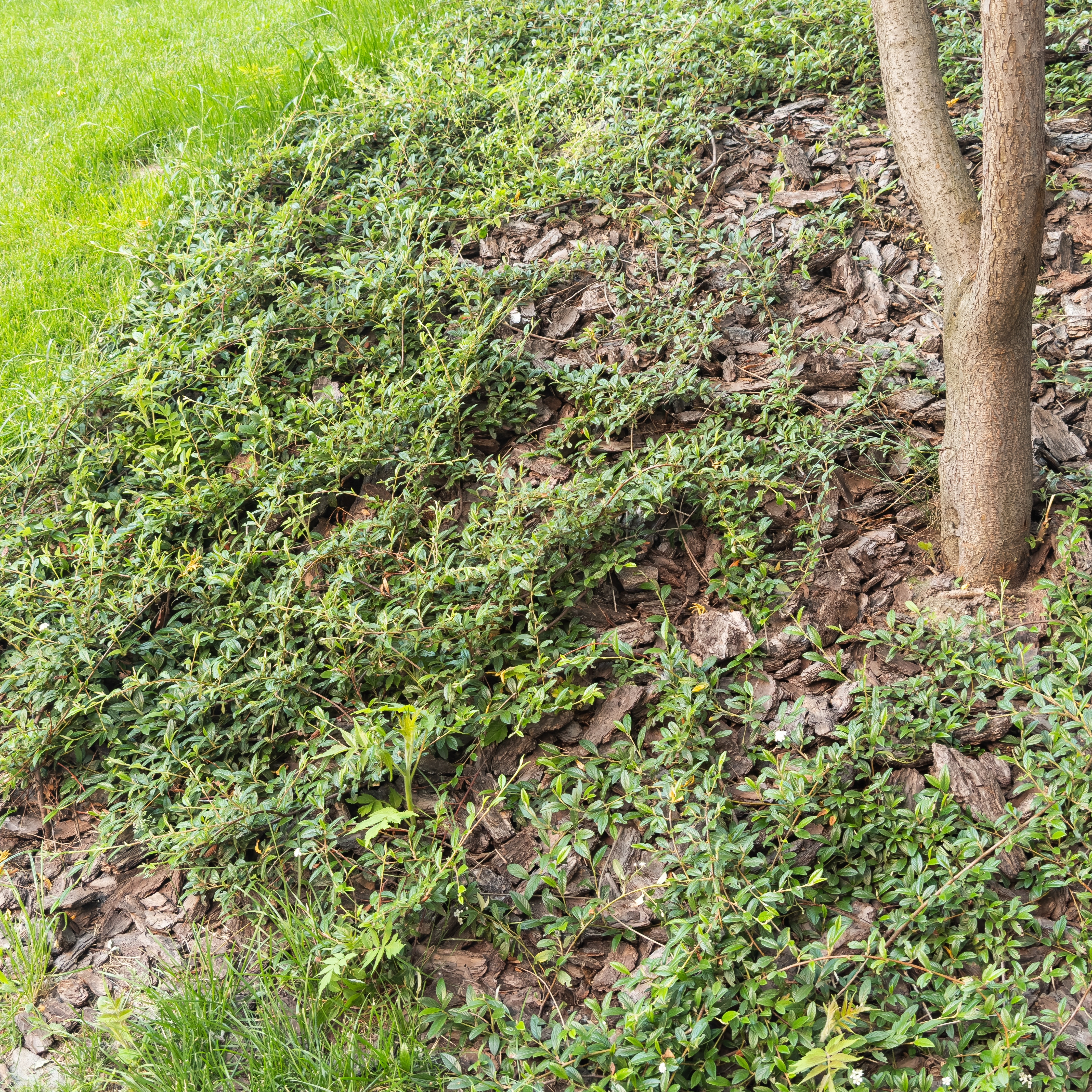 Sparse vegetation and dry soil beneath a tree where root competition reduces available moisture, making the area suitable for dry-garden planting.
