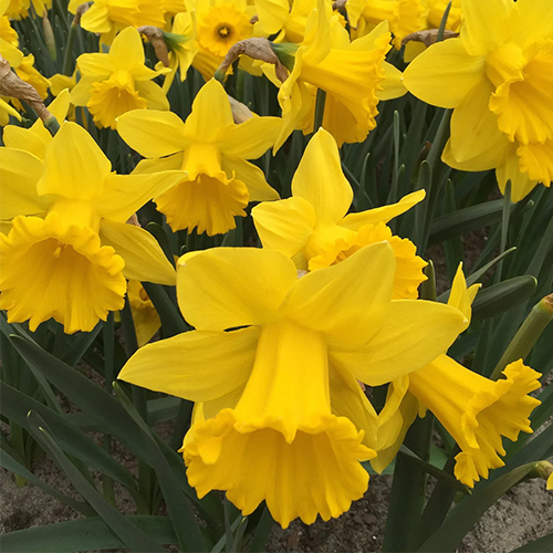 Close-up of bright yellow daffodils in full bloom.