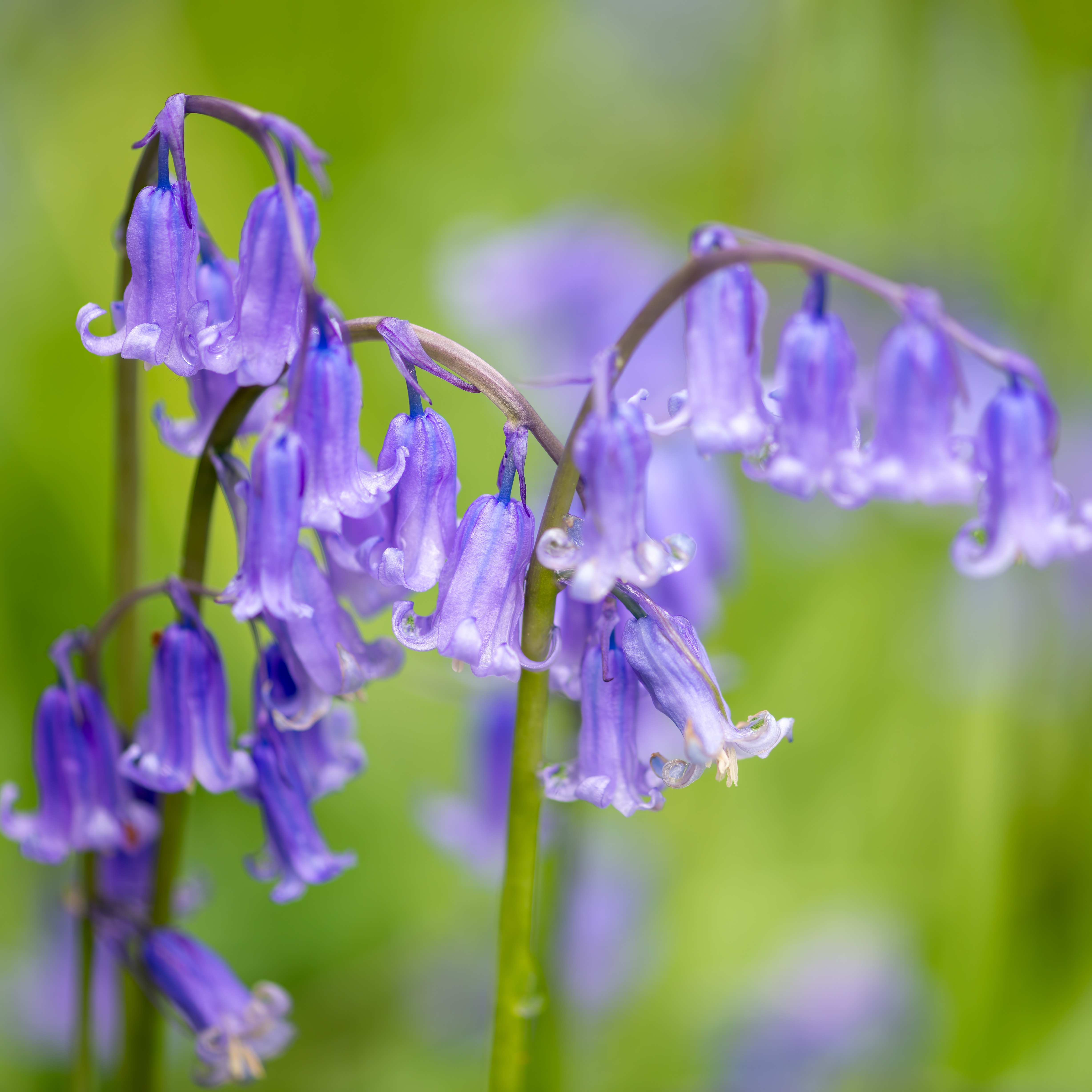 Close-up of English bluebells in bloom, their delicate violet-blue flowers hanging from arching stems.