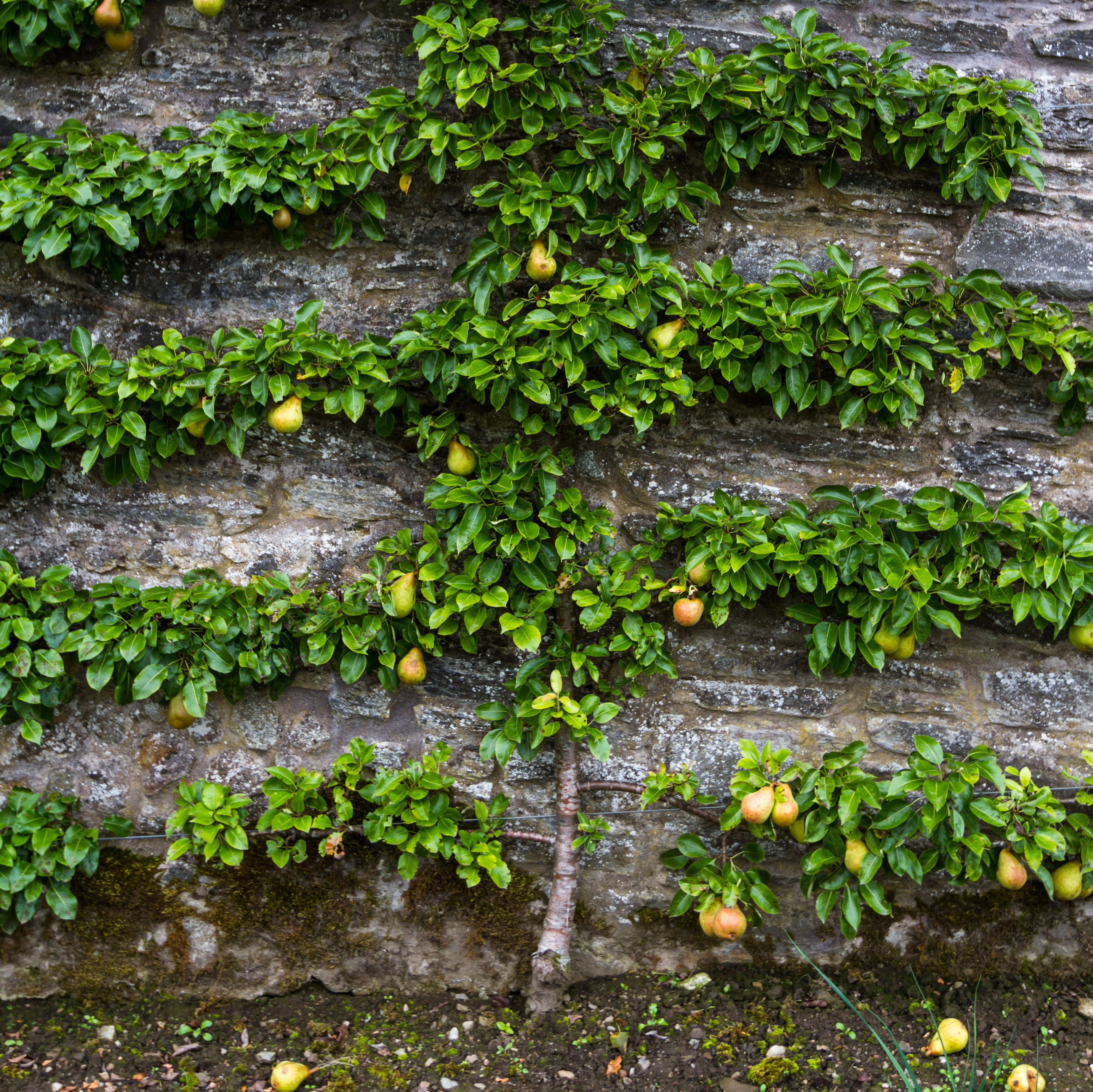 Espalier pear tree growing against a stone wall in a small garden.