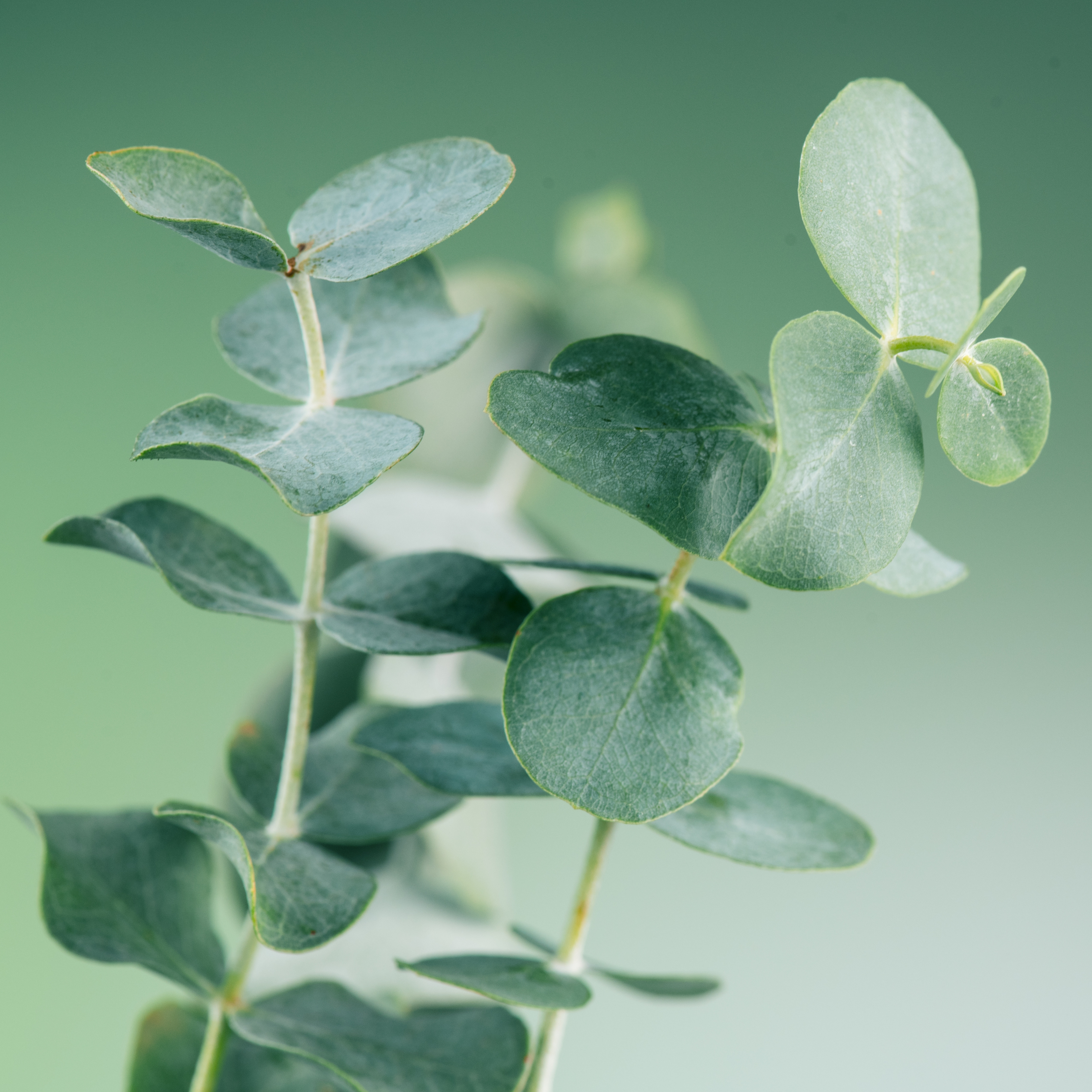 Close-up of silver-blue eucalyptus leaves, a popular choice for natural Christmas bouquets, wreaths and table decorations.