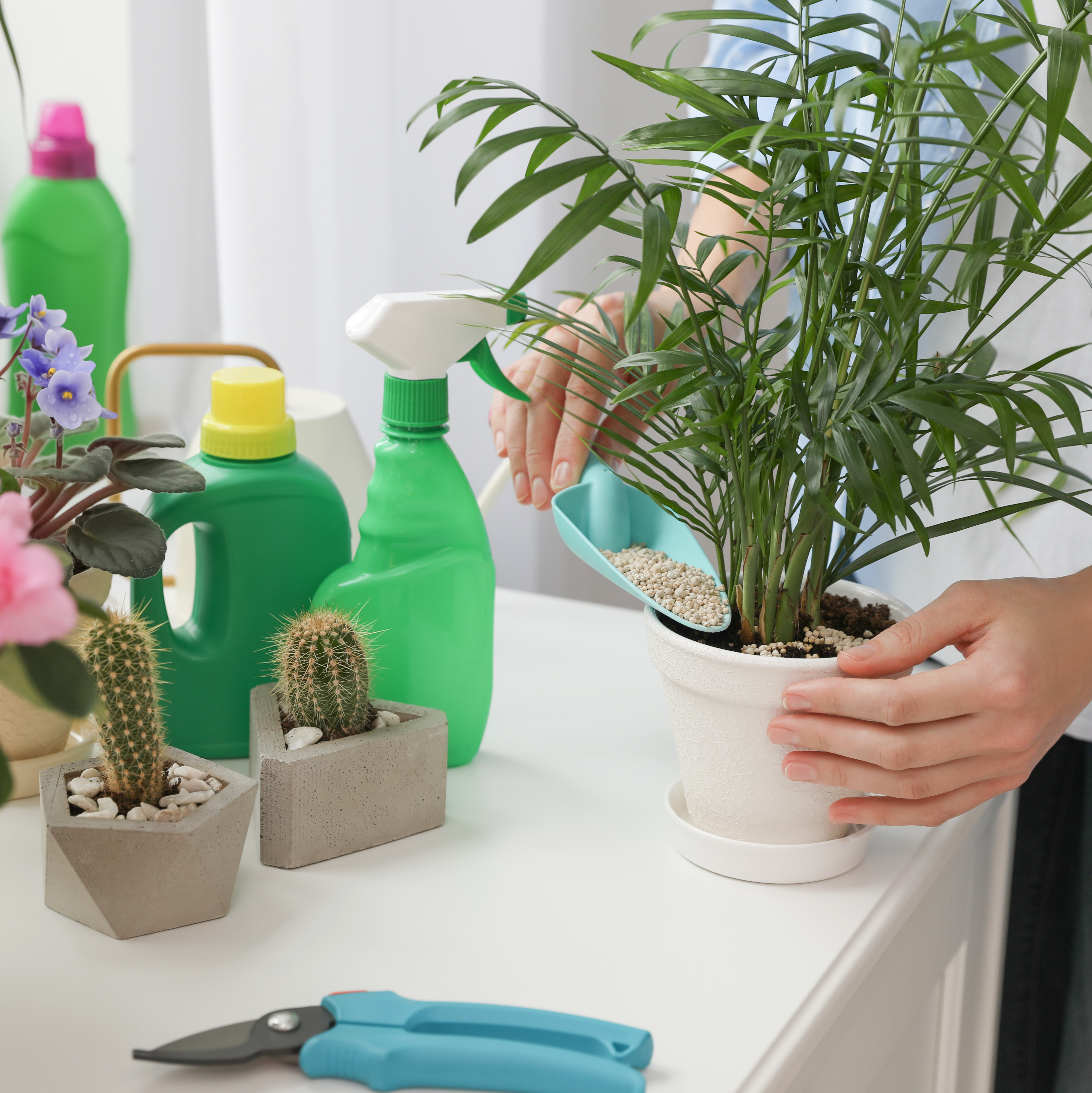Caring for indoor plants with regular feeding