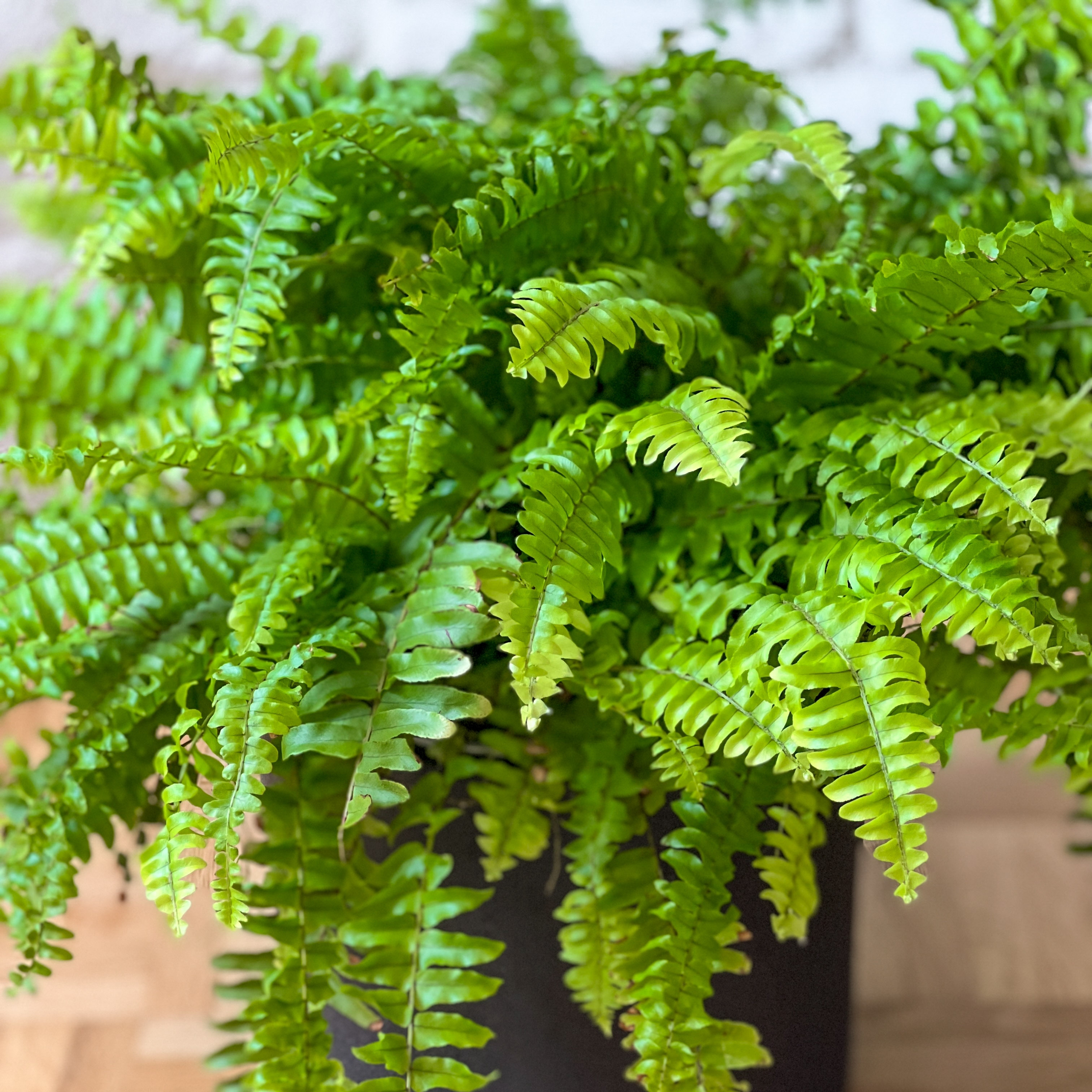 Boston Fern (Nephrolepis exaltata 'Green Lady') with arching green fronds growing indoors.