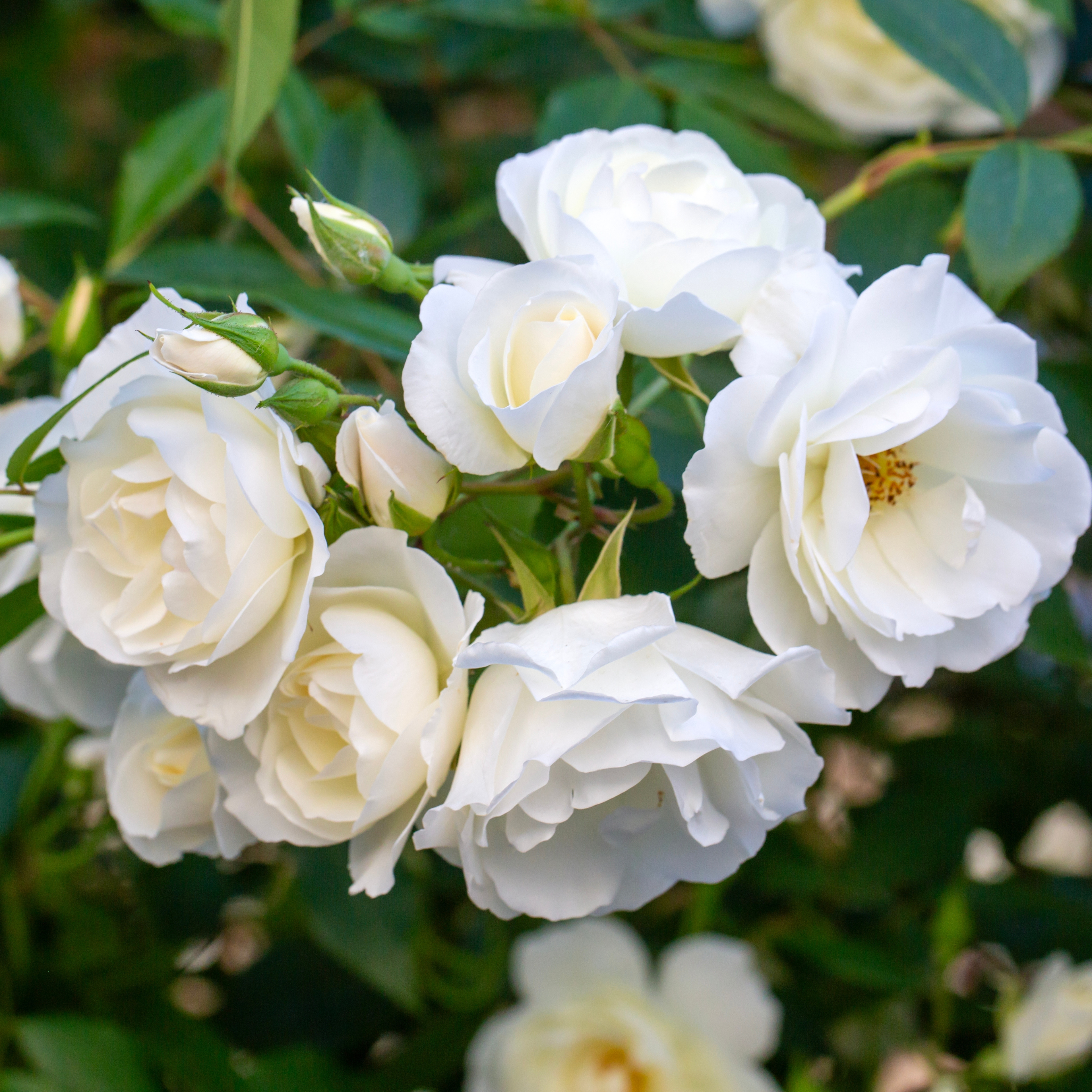 Cluster of white floribunda roses blooming together on a single stem